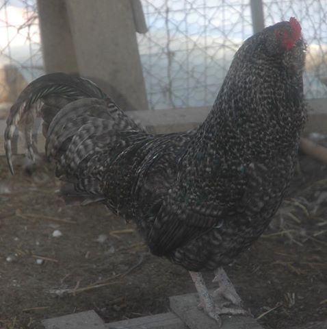 Lav/Cuckoo Am (split)