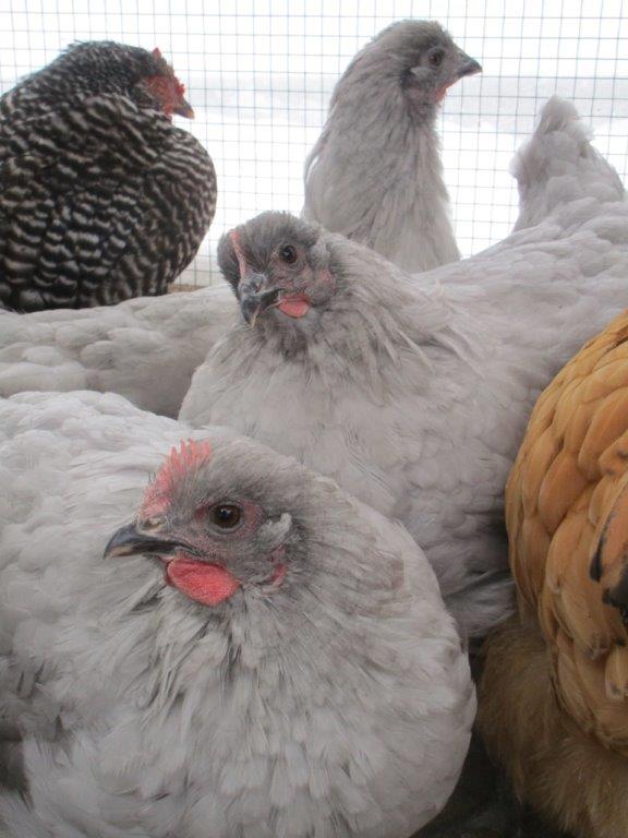 lave pullets1