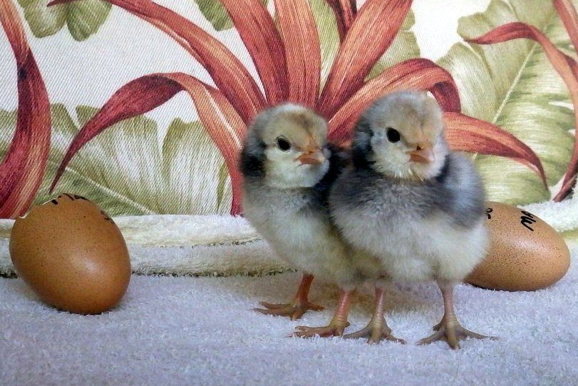 Lavender Ameraucana x Bielefelder