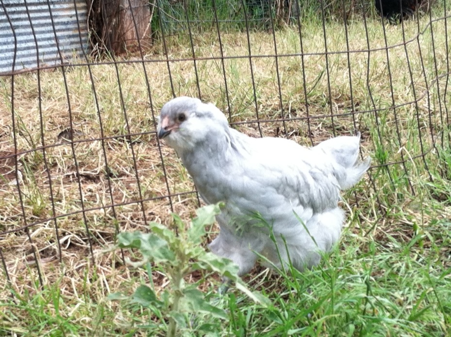 Lavender Ameraucana