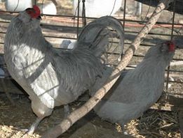 Lavender Ameraucana