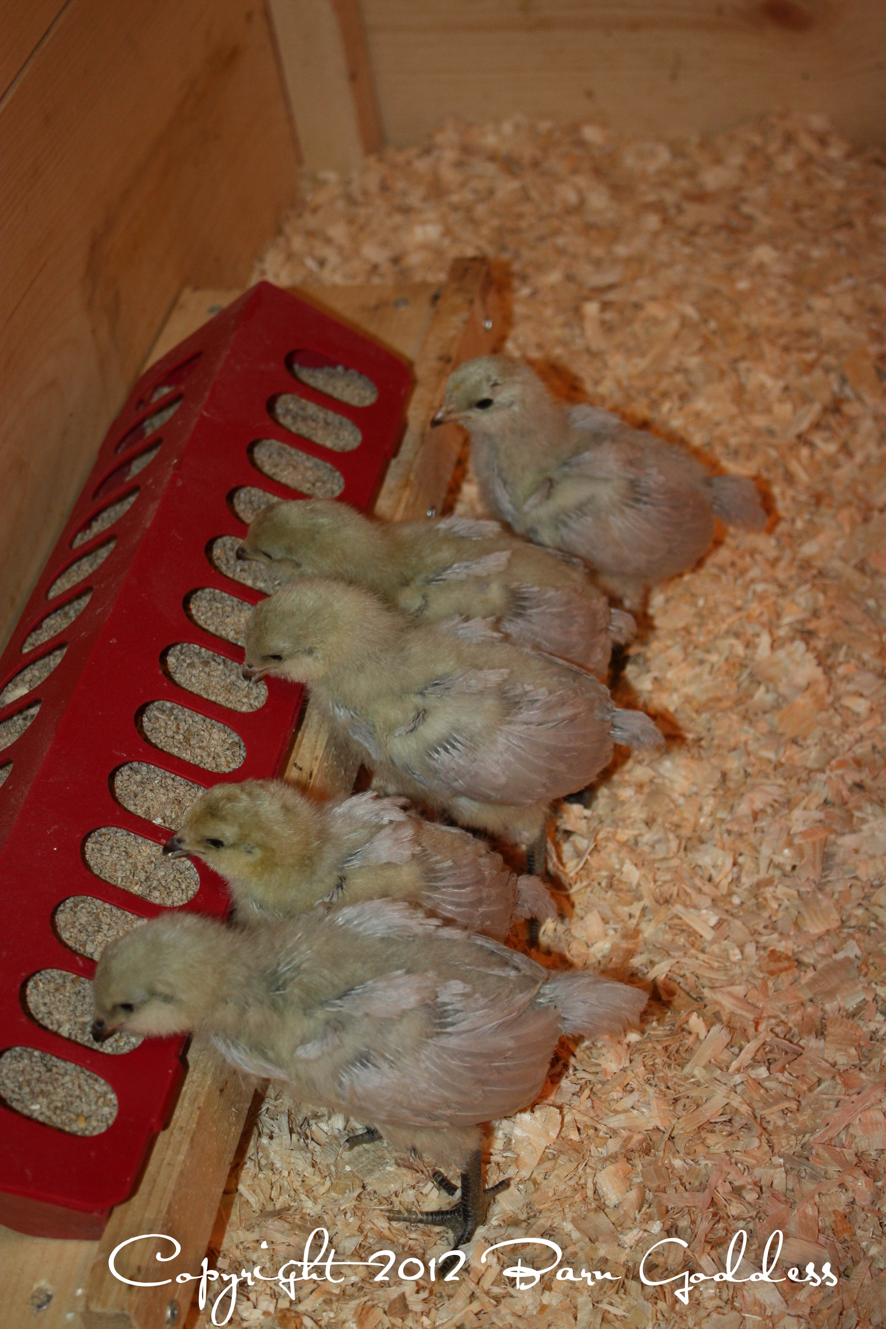 Lavender Ameraucanas