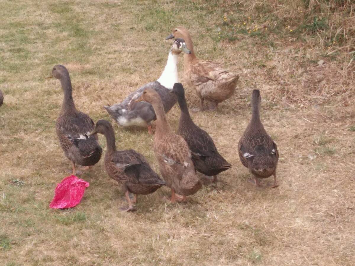 Lavender and Drizzy with their ducklings EC9BF4F2-6D0E-4BB2-AAF4-6B9476A4C911