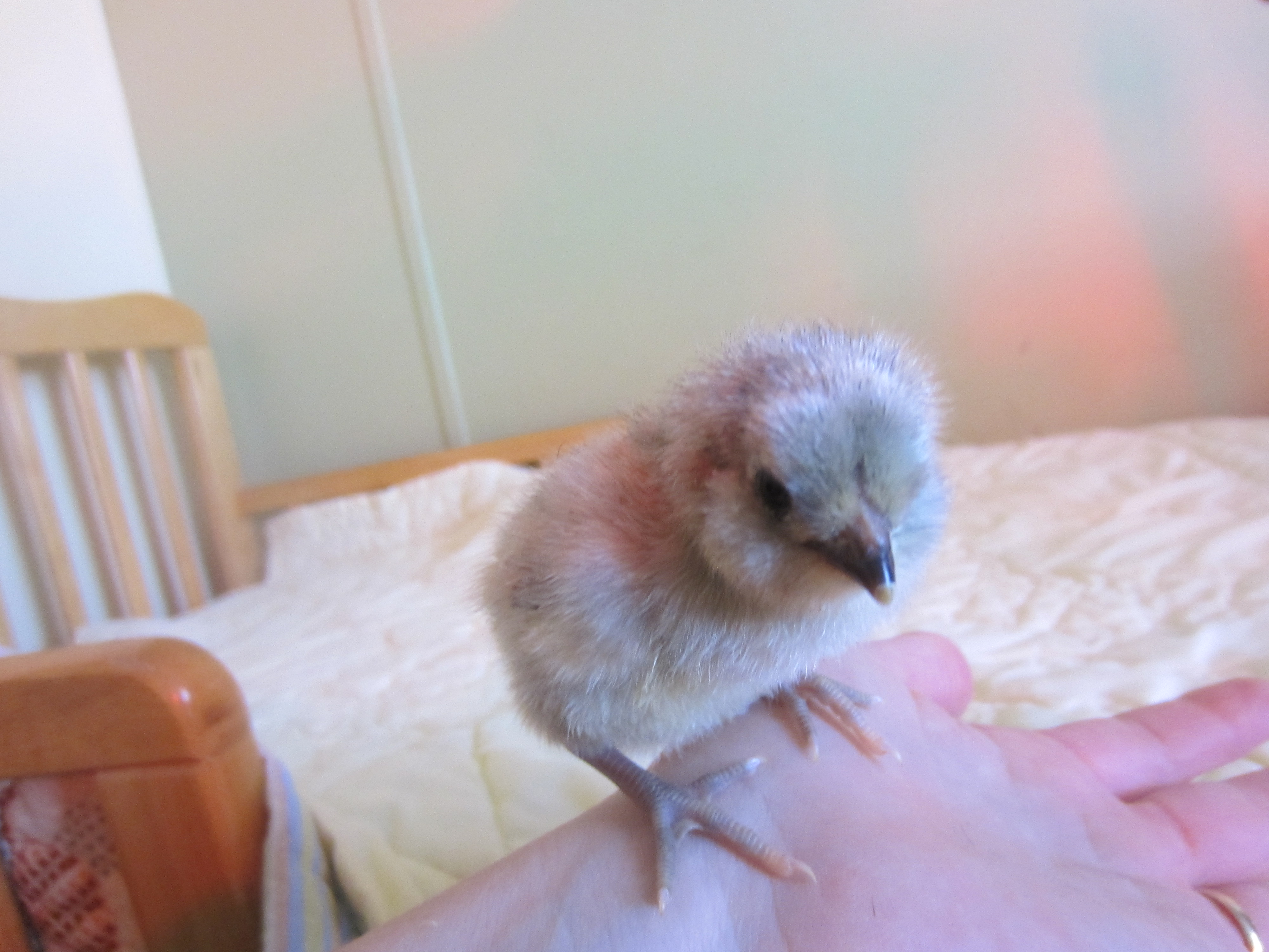 Lavender babies hatched 3/28/12, 2 days old