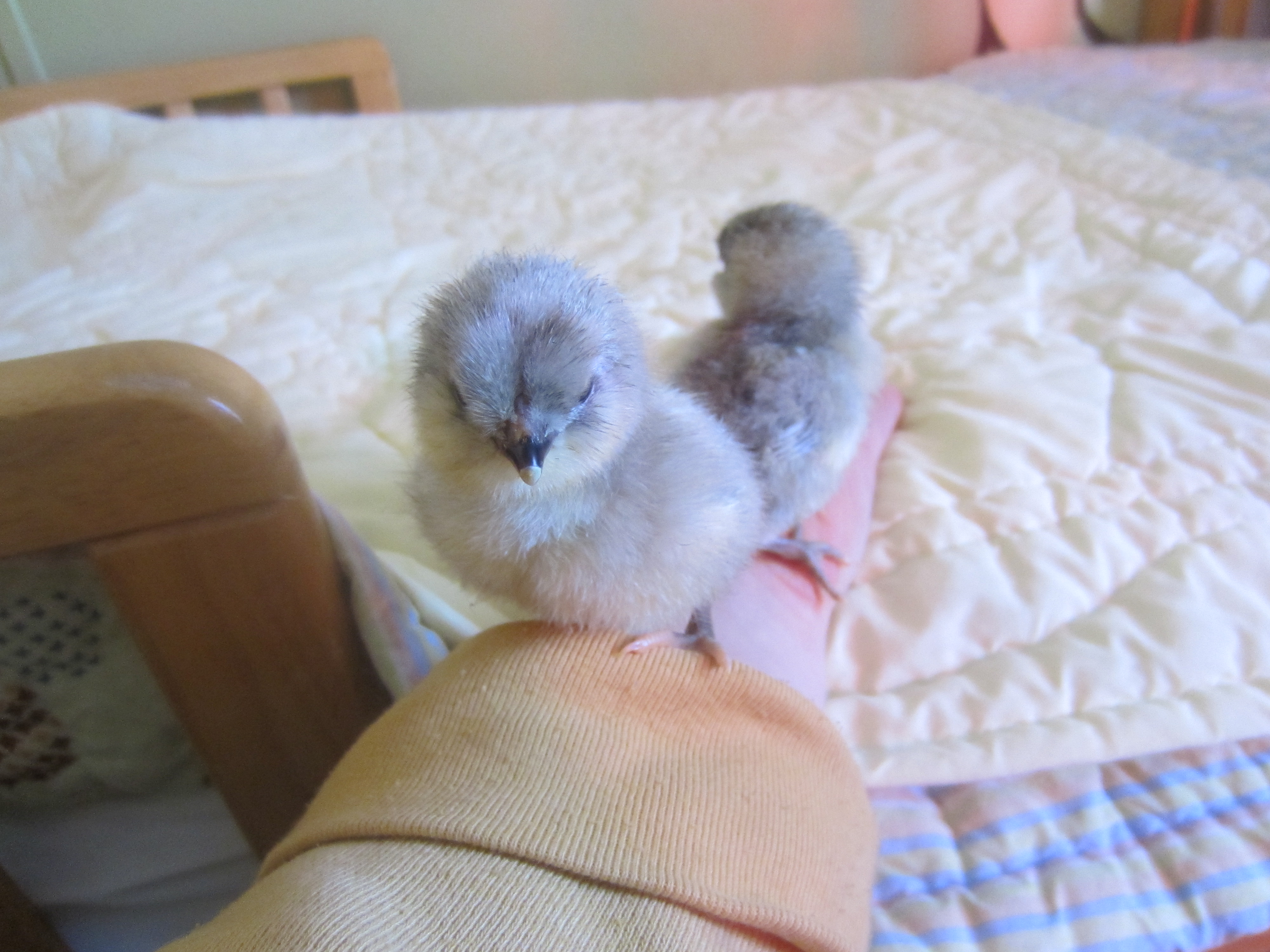Lavender babies hatched 3/28/12, 2 days old