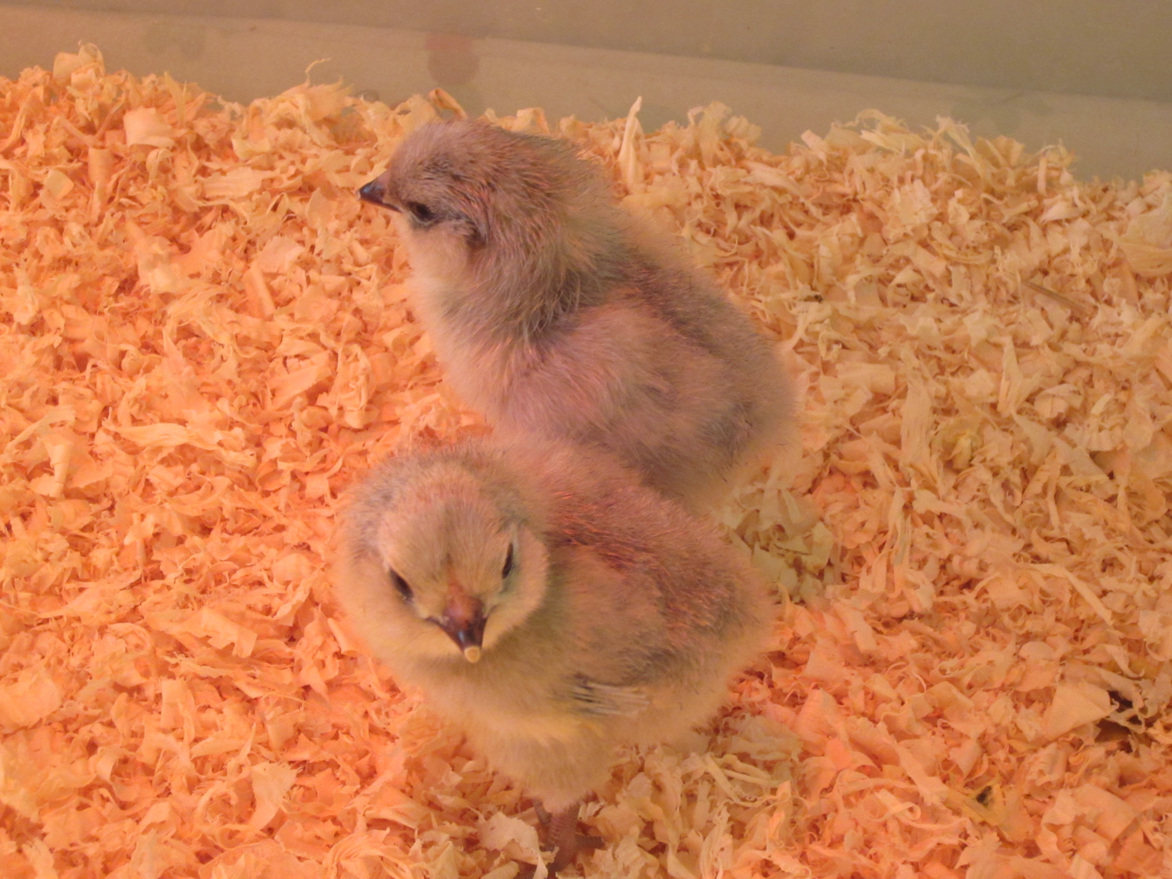 Lavender babies hatched 3/28/12, three days old