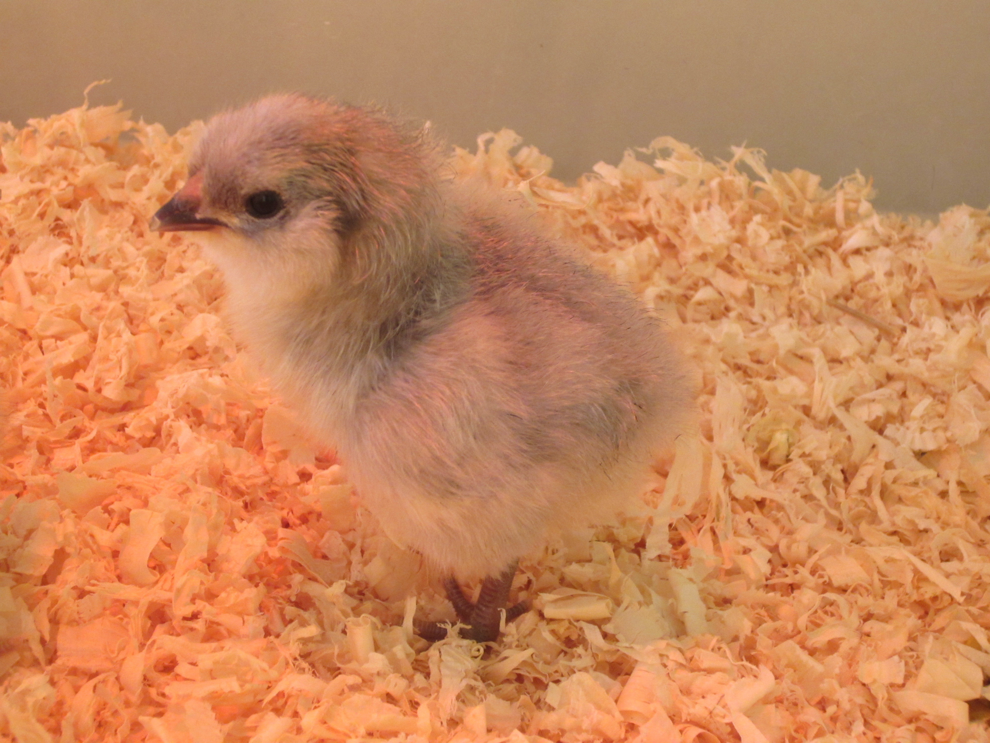 Lavender babies hatched 3/28/12, three days old