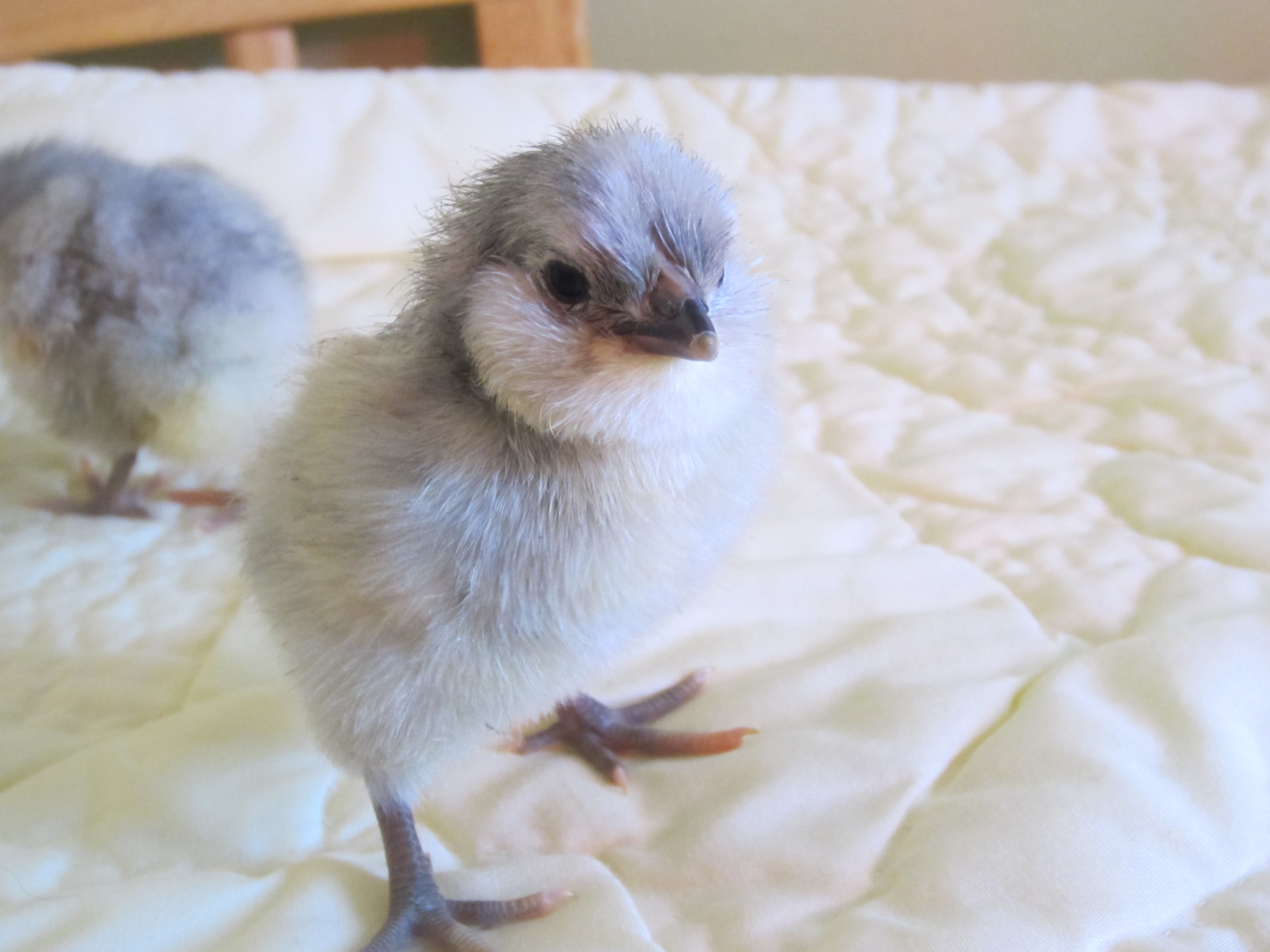 Lavender babies hatched 3/28/12, two days old