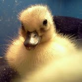 Lavender Bibbed/ 2013