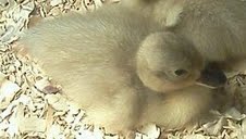 Lavender Bibbed Call Duckling/ early 2013