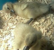 Lavender Bibbed Call Ducklings/ Hatched early 2013