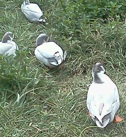 lavender bibbed project flock...destroyed by a coon