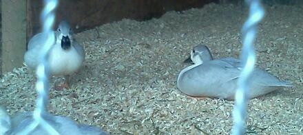 Lavender Bibbed Project