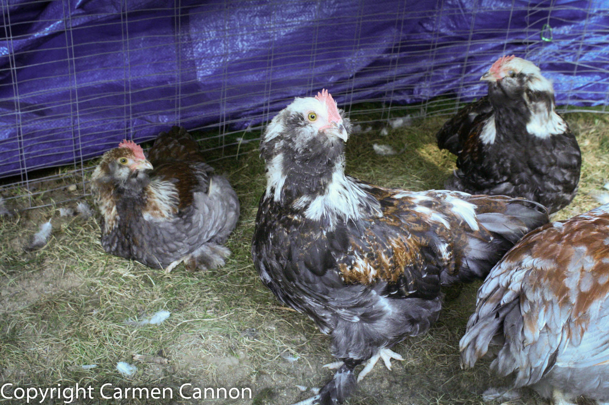 LAVENDER BLUE SALMON FAVEROLLE