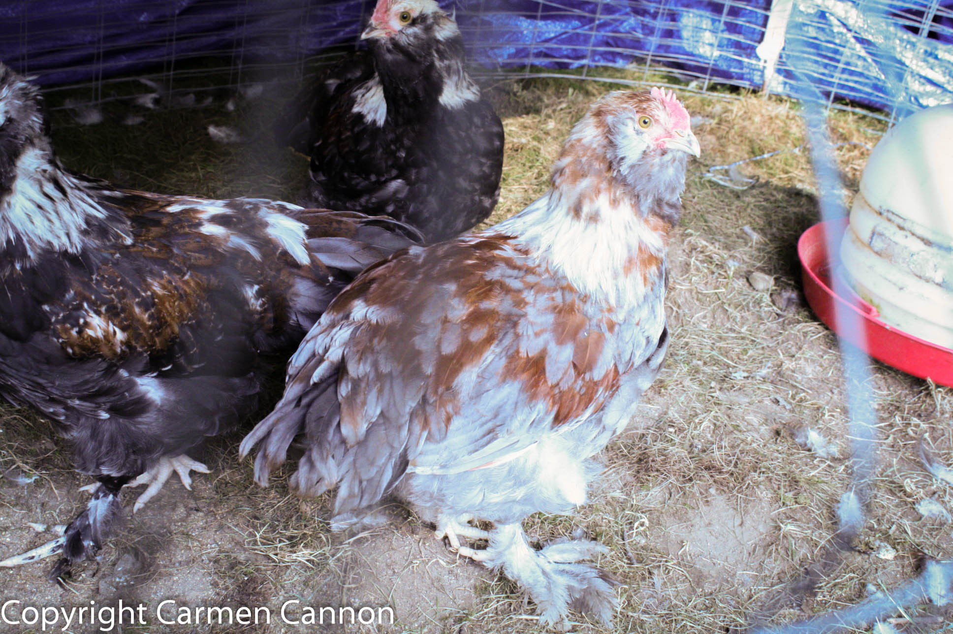 LAVENDER BLUE SALMON FAVEROLLE