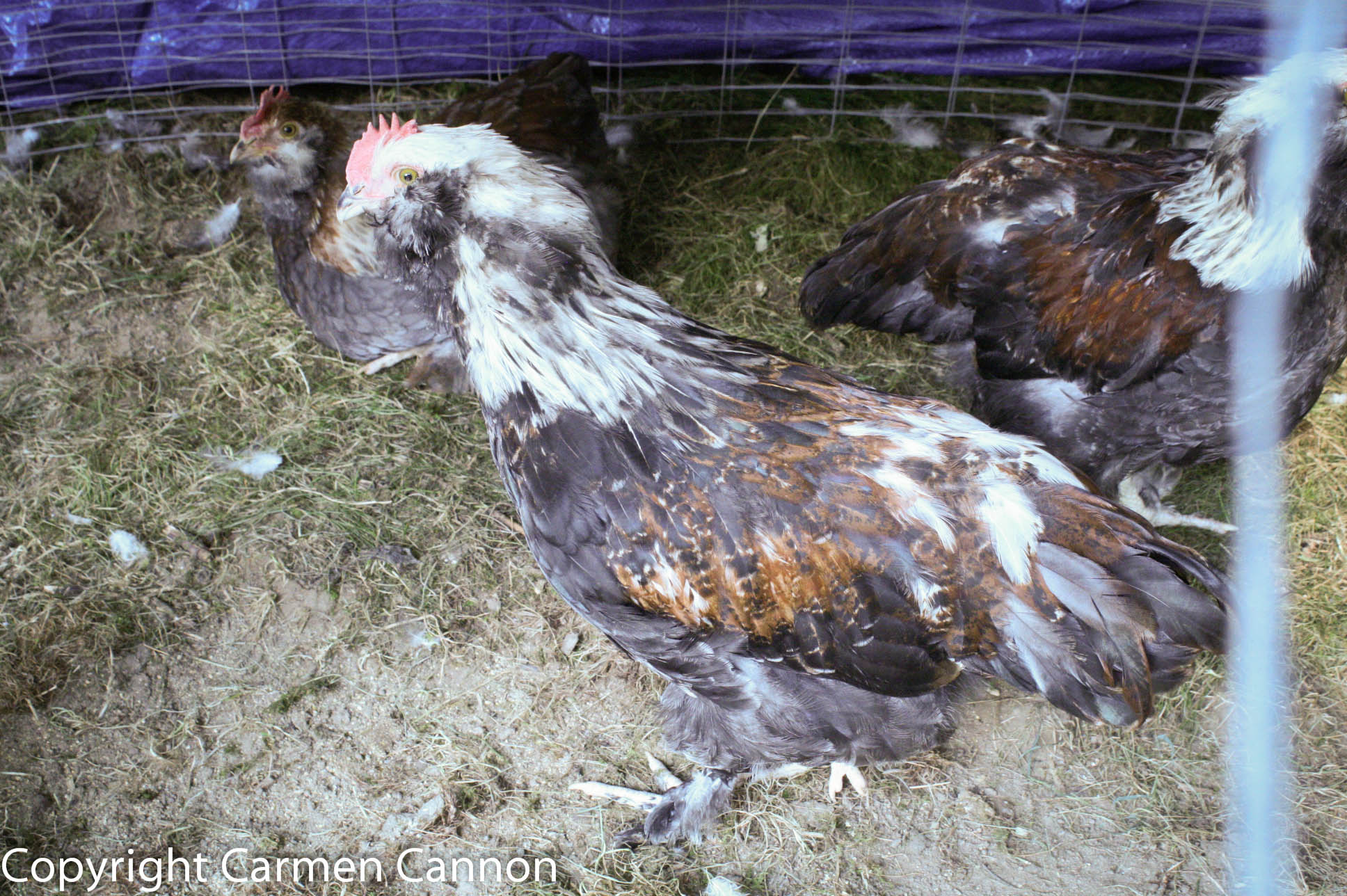 LAVENDER BLUE SALMON FAVEROLLE