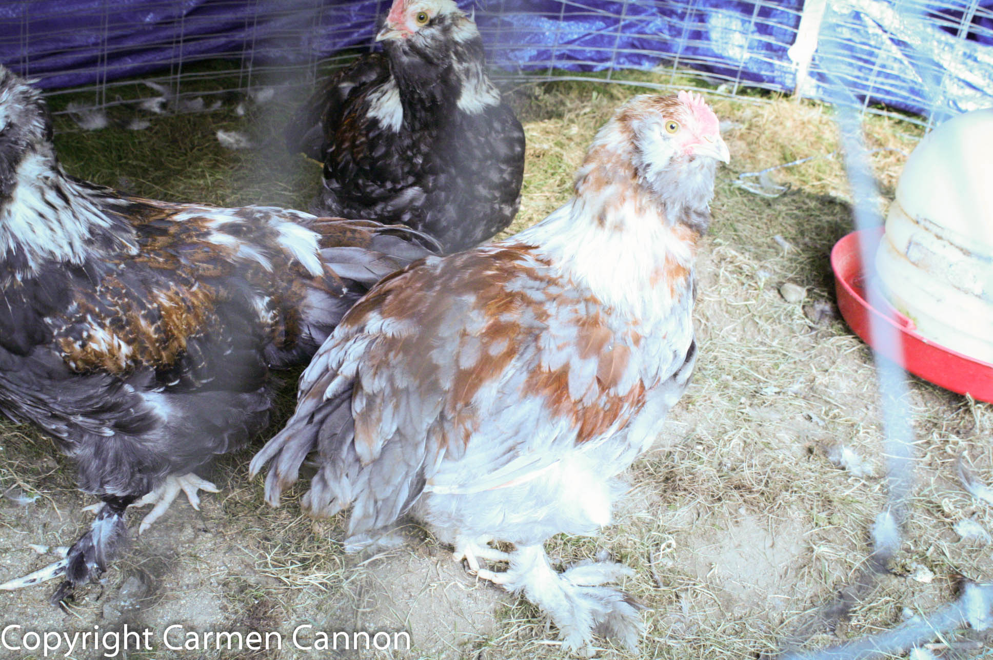 LAVENDER BLUE SALMON FAVEROLLE