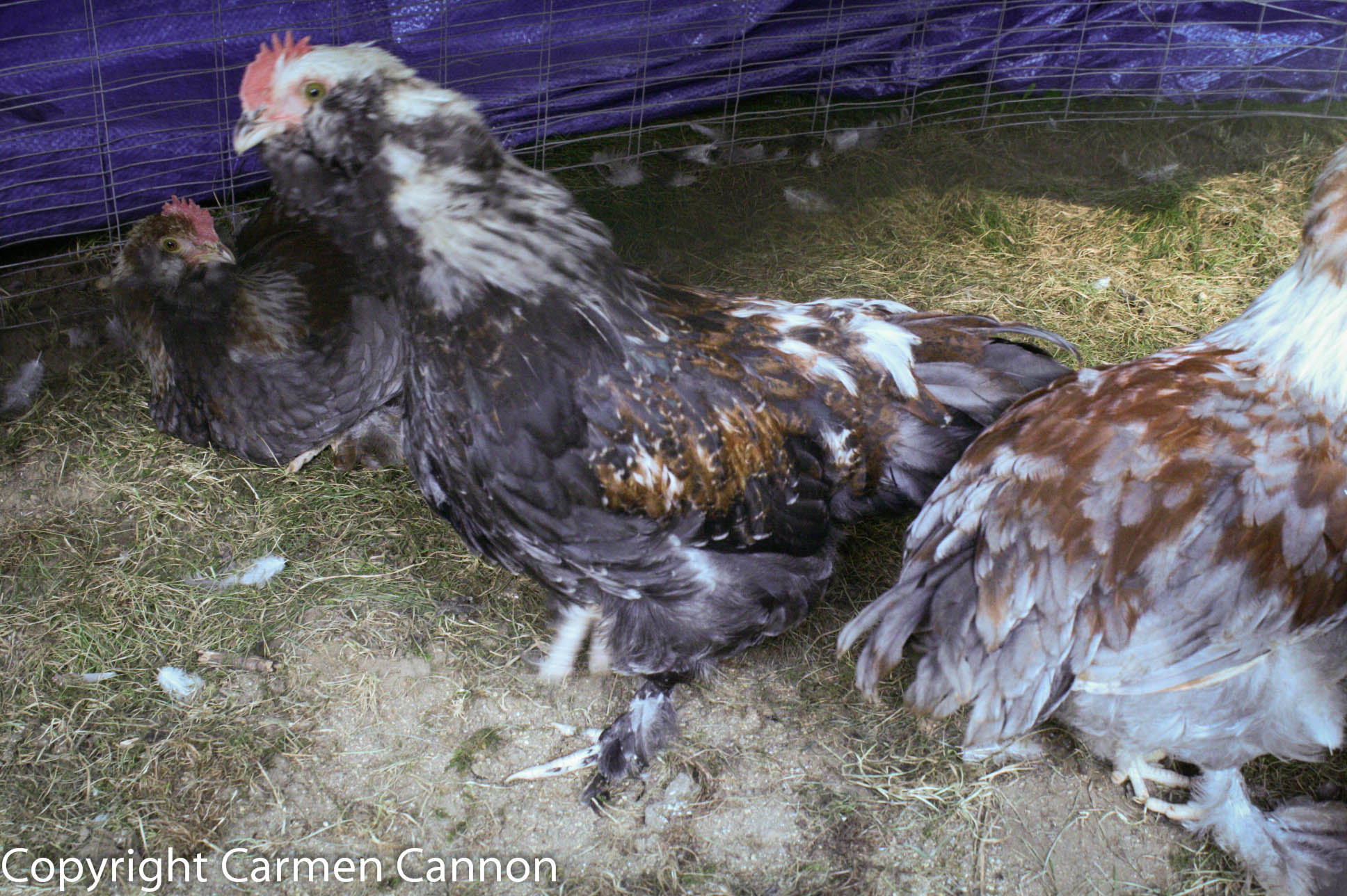 LAVENDER BLUE SALMON FAVEROLLE