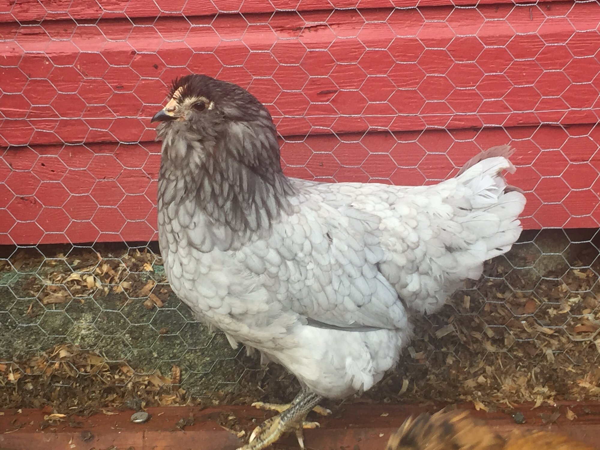 Lavender by red wall.jpeg