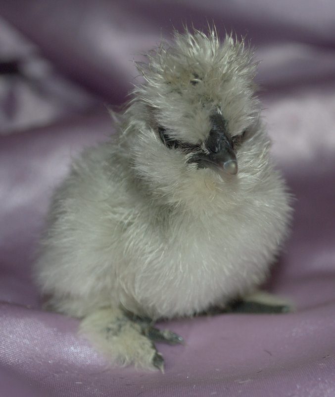 lavender Catdance Silkie chick