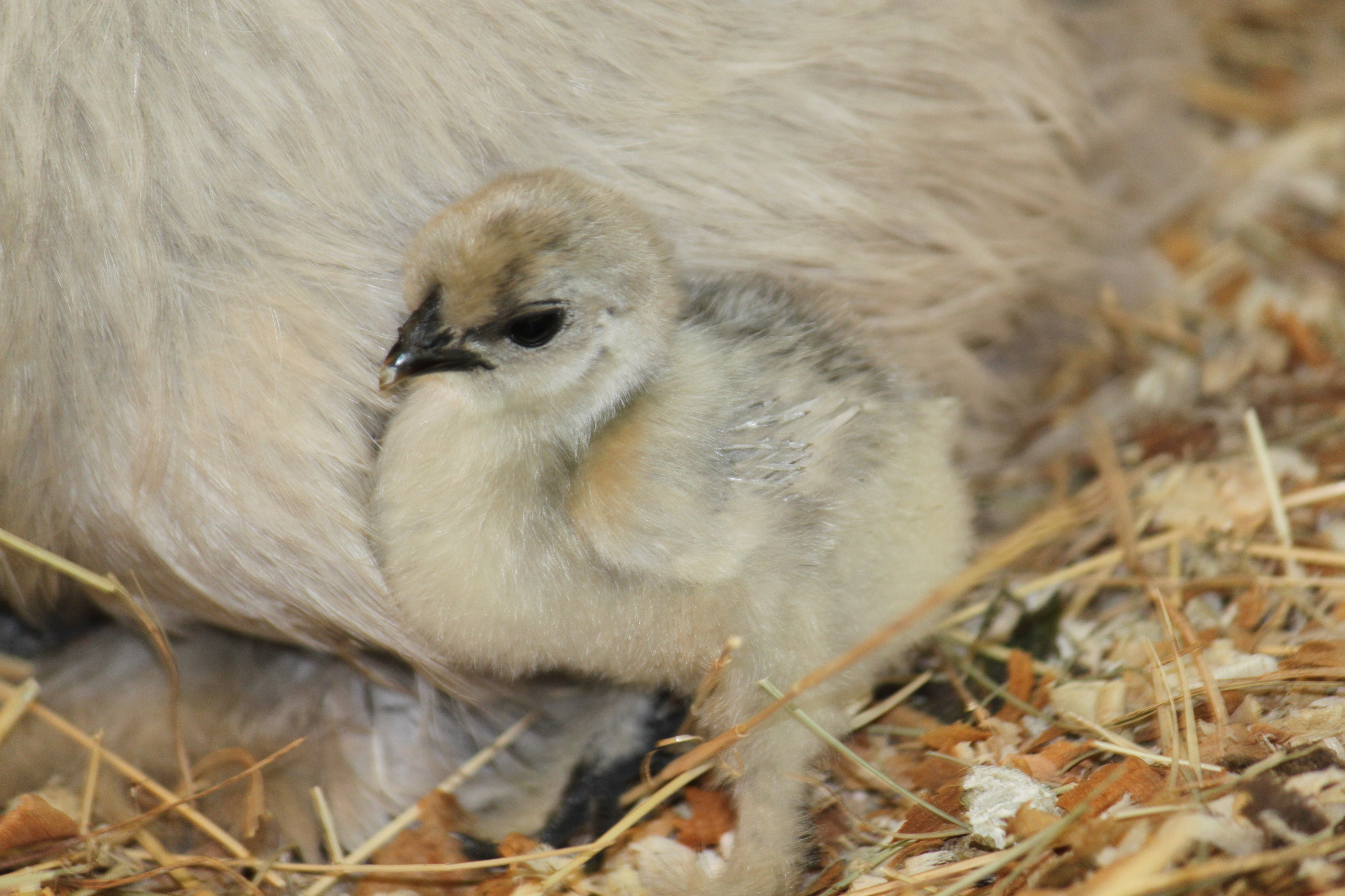 lavender chick