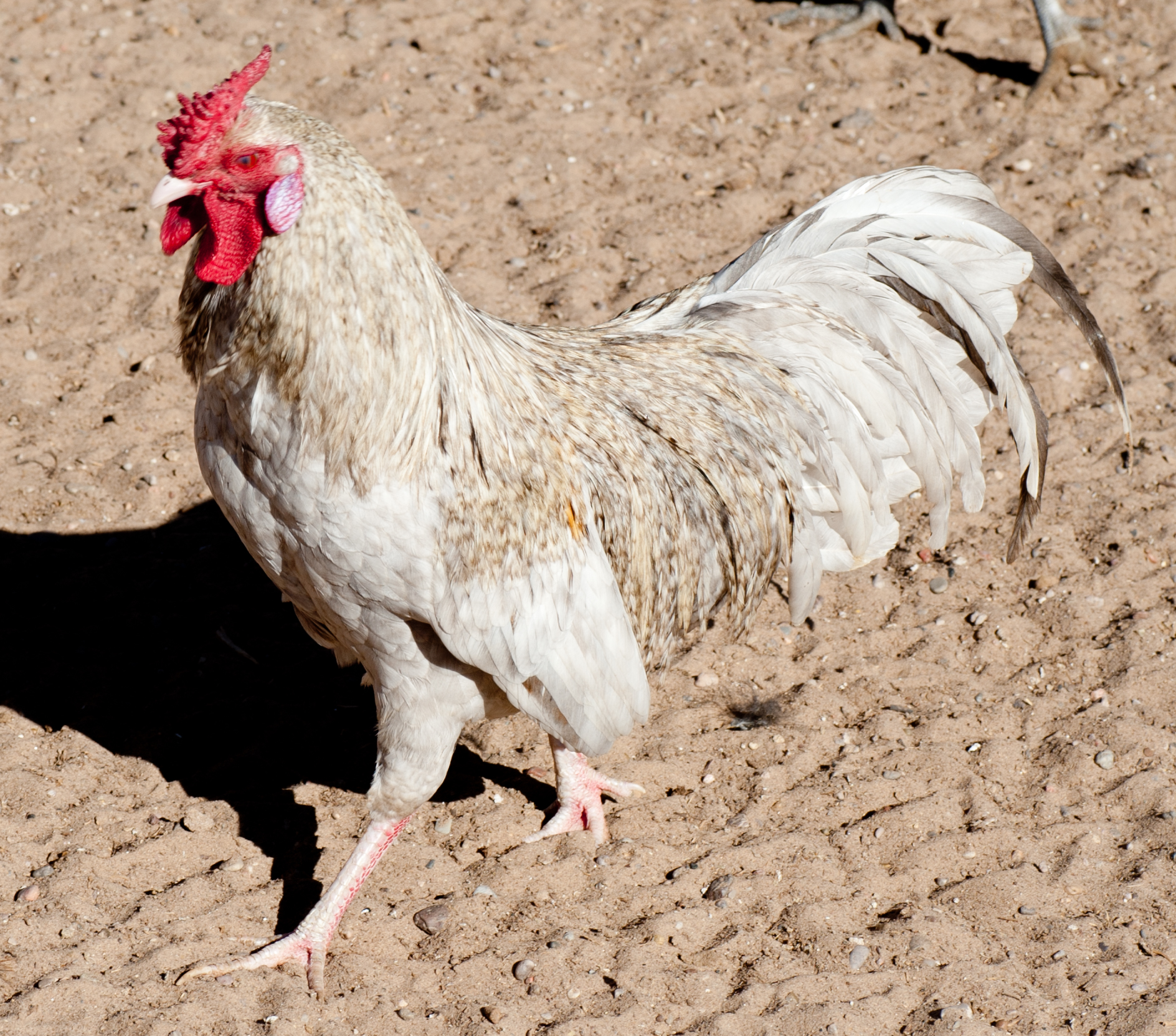 Lavender Crele Bantam Cock bred by BBB