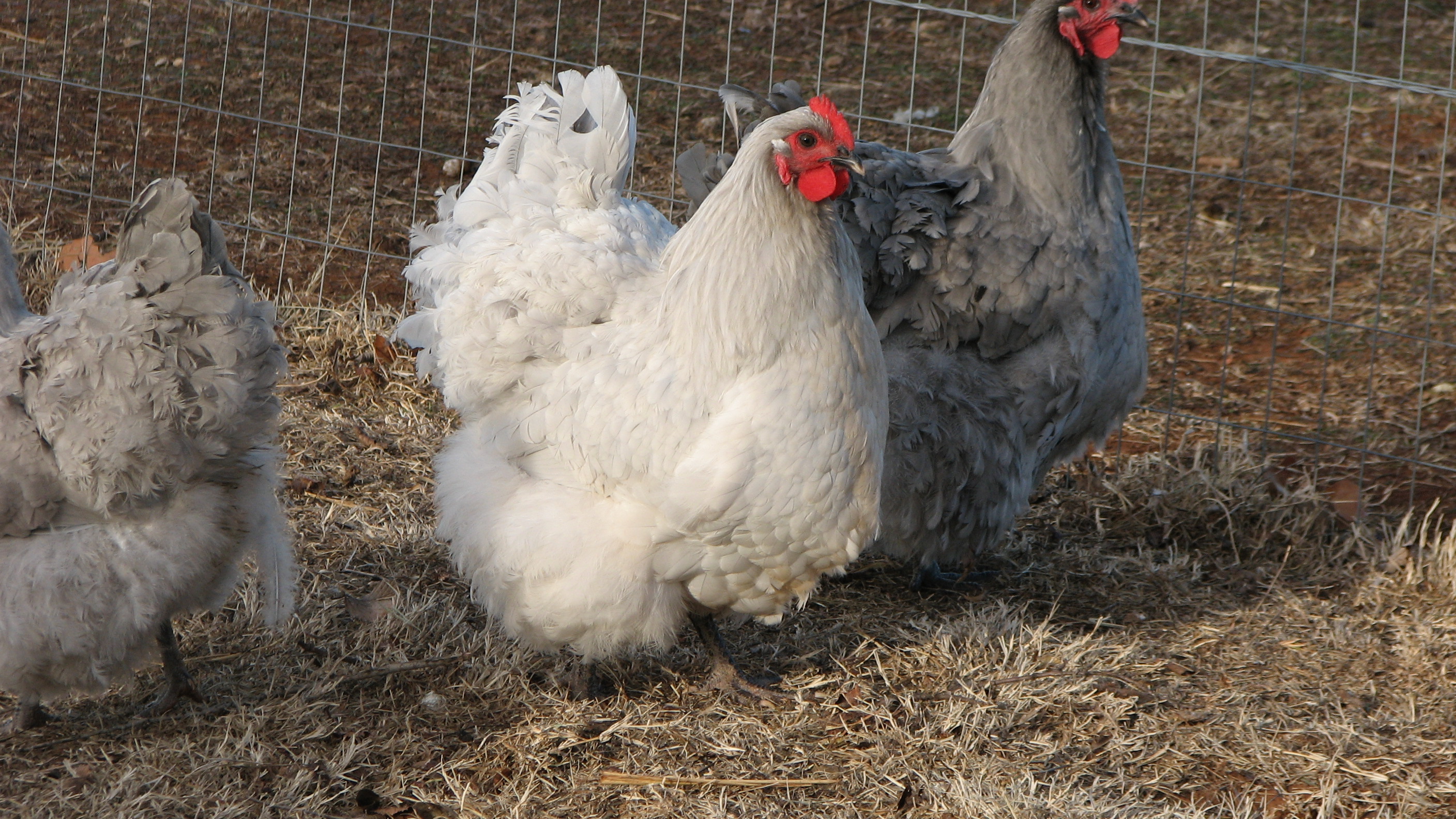 lavender hens