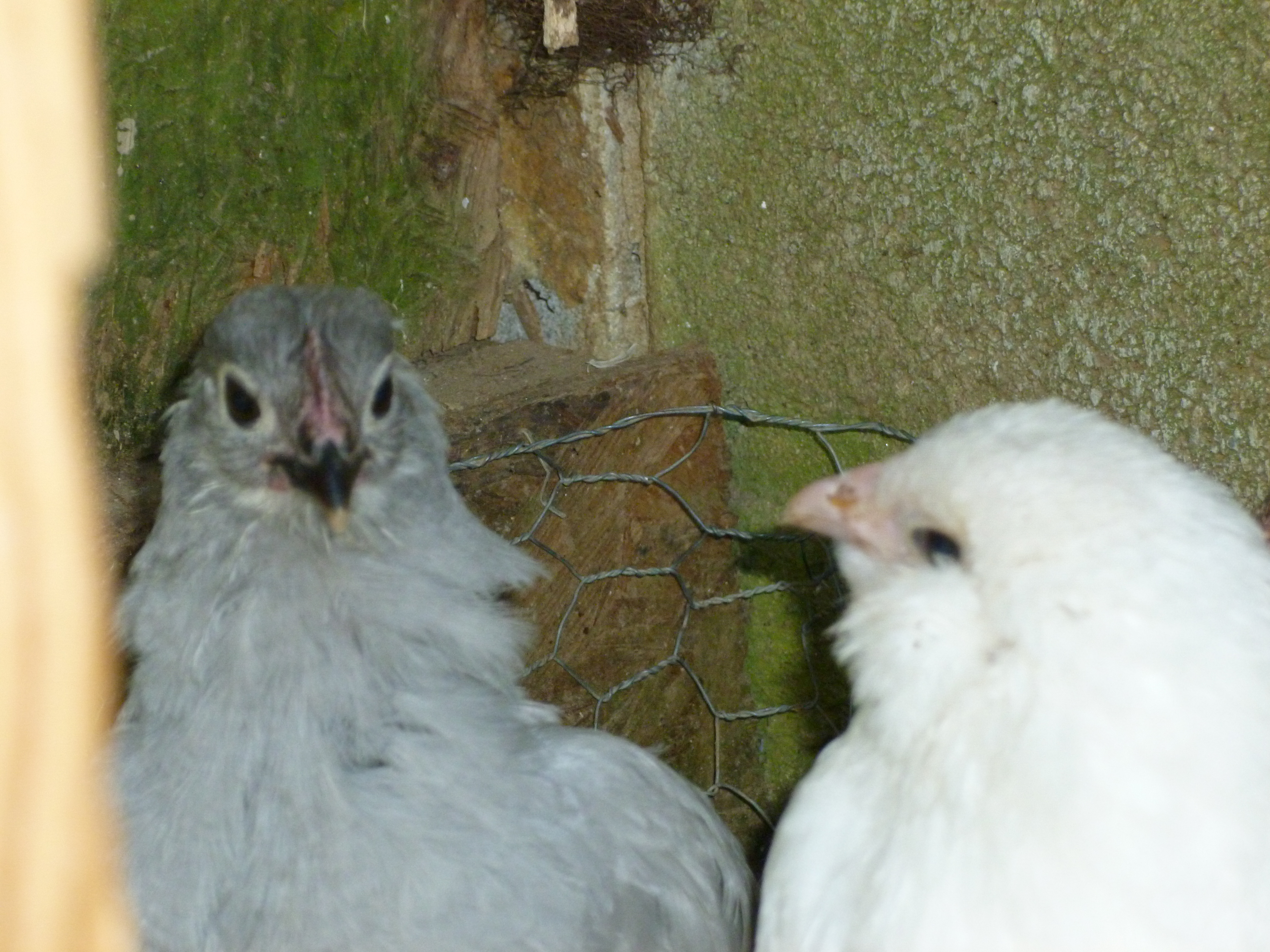 Lavender Orp and White Ameraucana