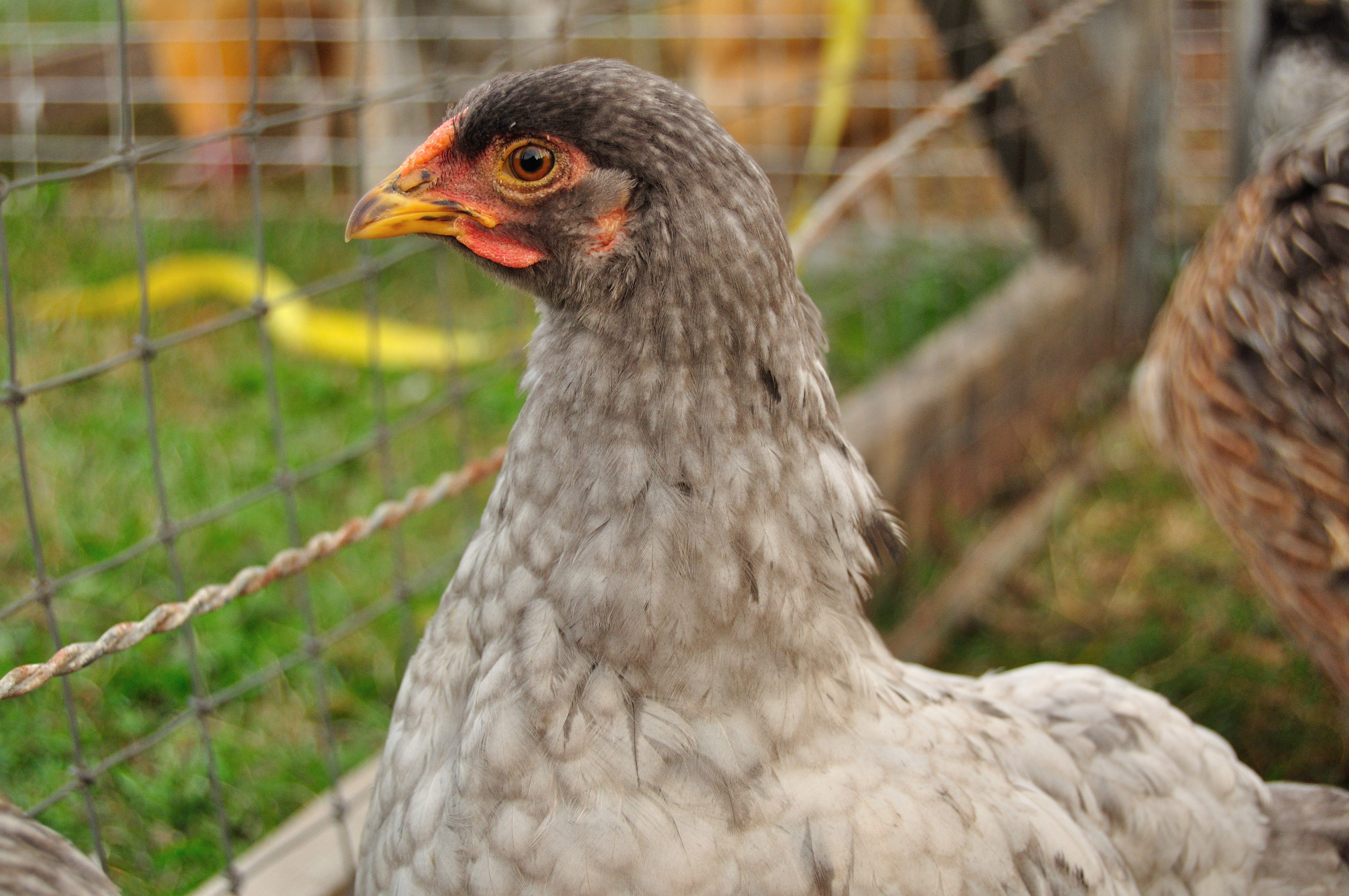 Lavender Orp Cockerel?
I know you will comment on his rose comb but he's out of my Lav Orp 3 yr project rose comb roo.