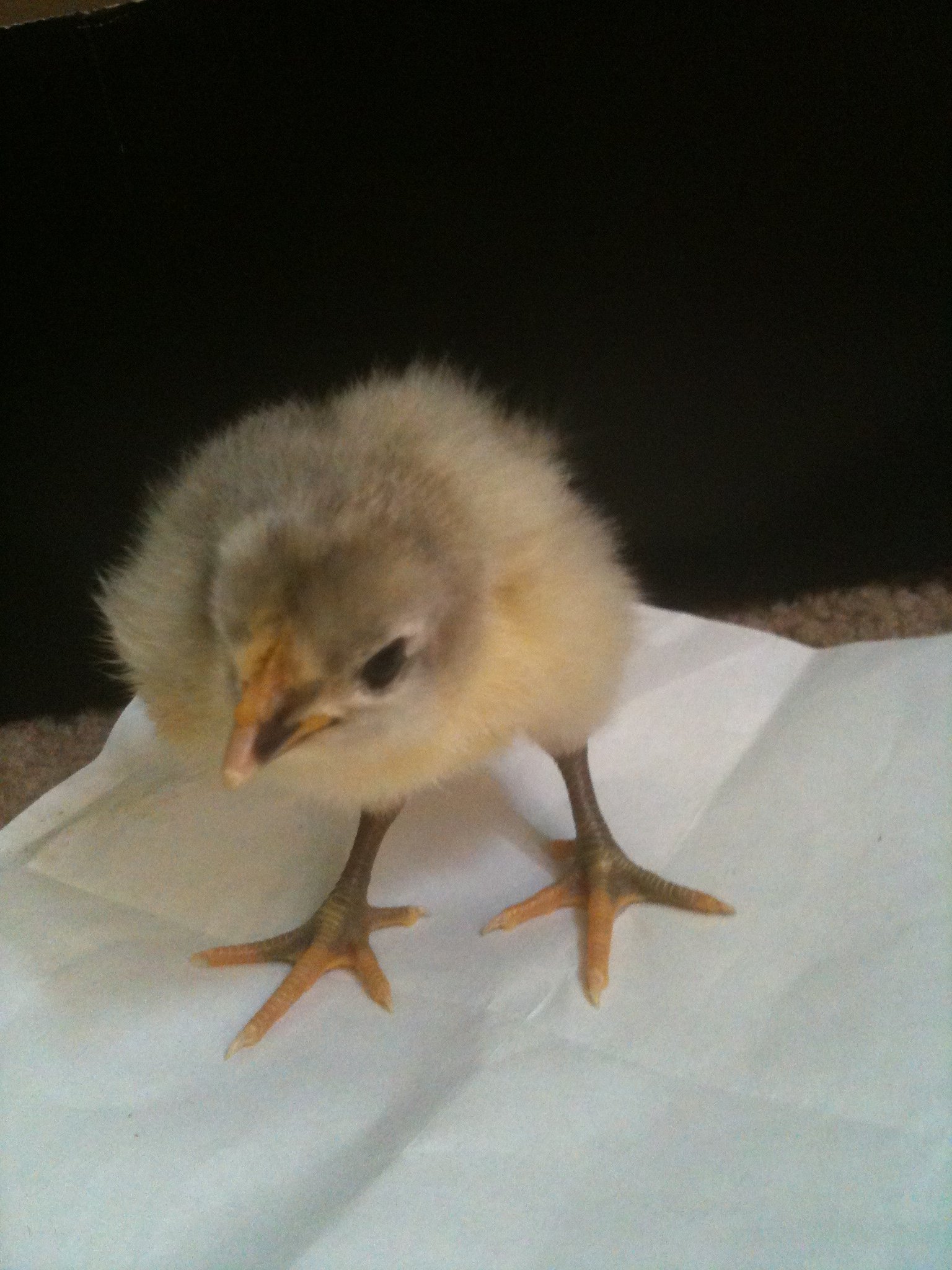 Lavender Orpington Chick