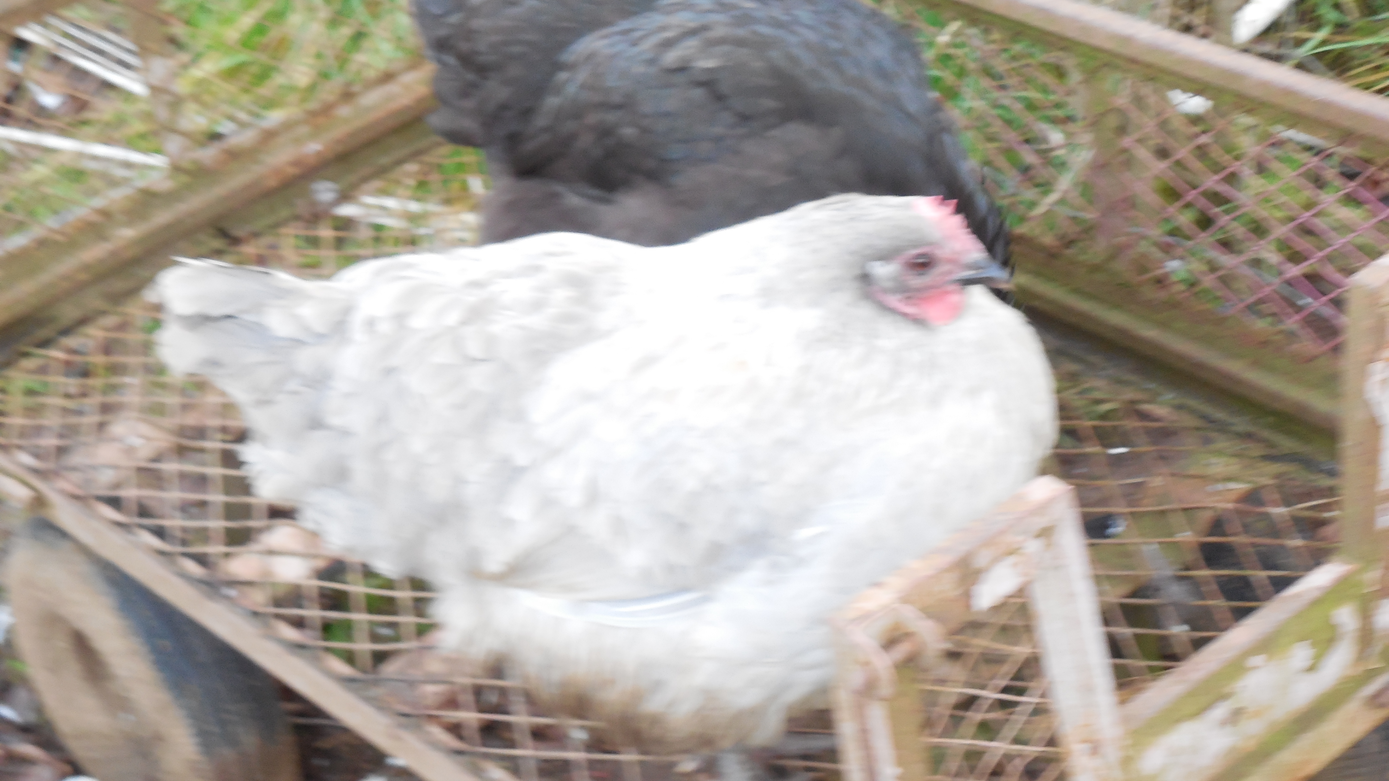 Lavender Orpington hen