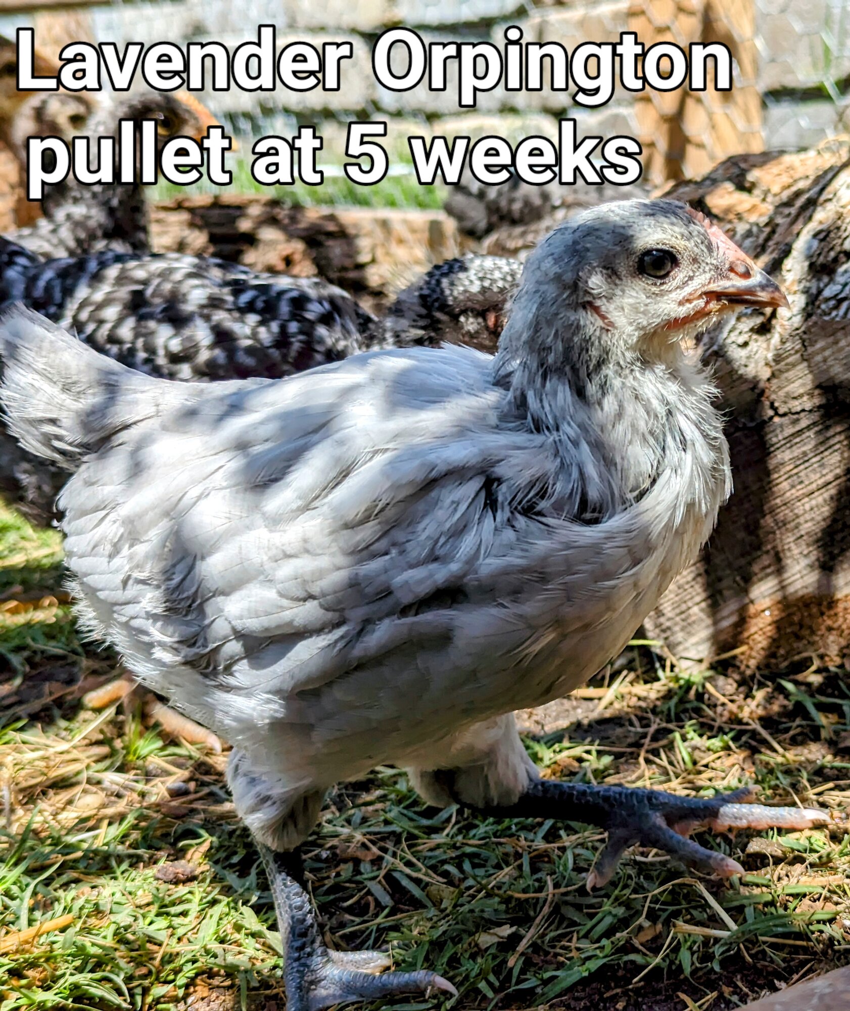 Lavender Orpington.jpg