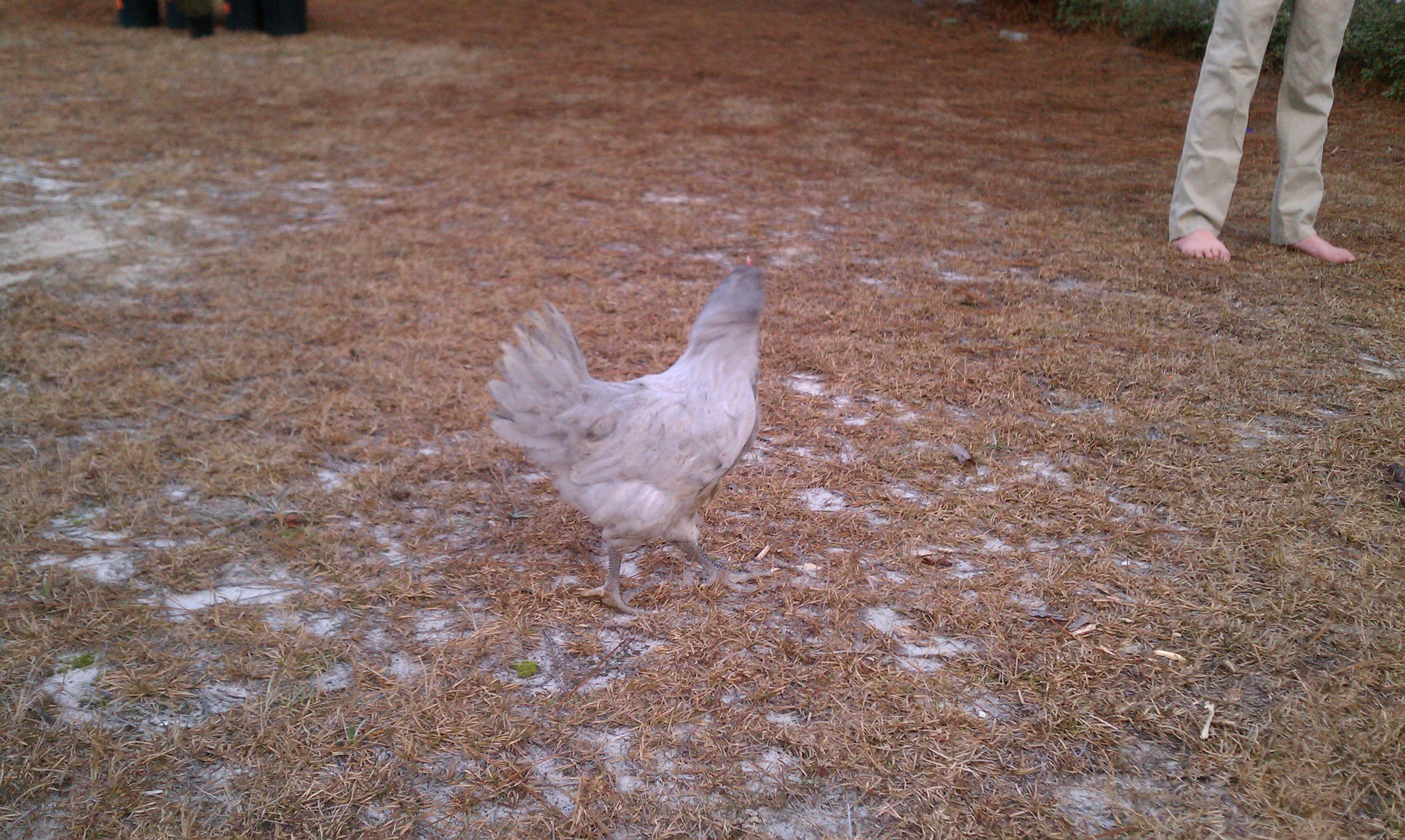 Lavender Orpington:  Meet Peter Pecker. He's not mean but he likes to nibble sometimes. It's like a love nibble. He gets jealous if he has to wait in line to long to get his butt scratched.