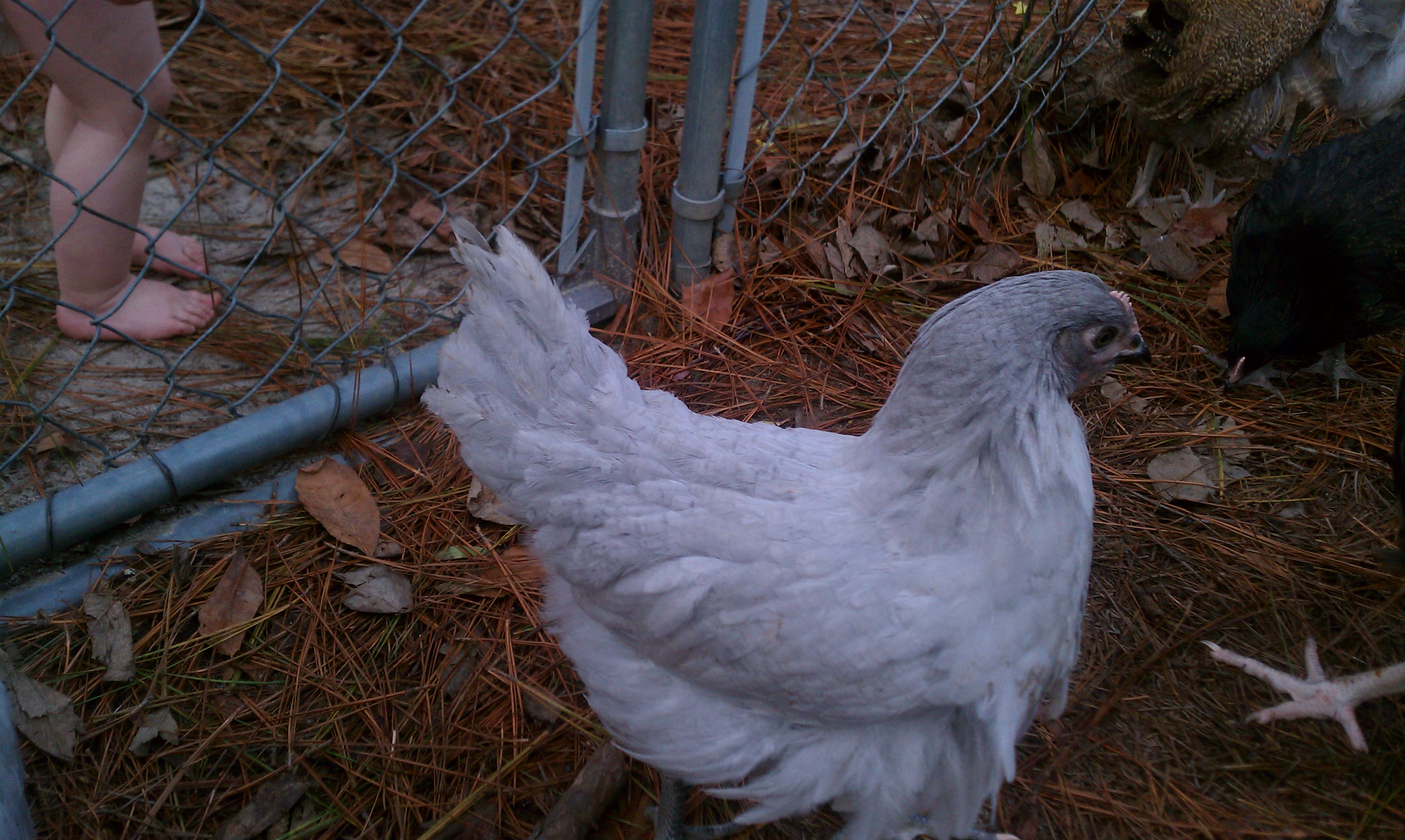 Lavender Orpington Pullet