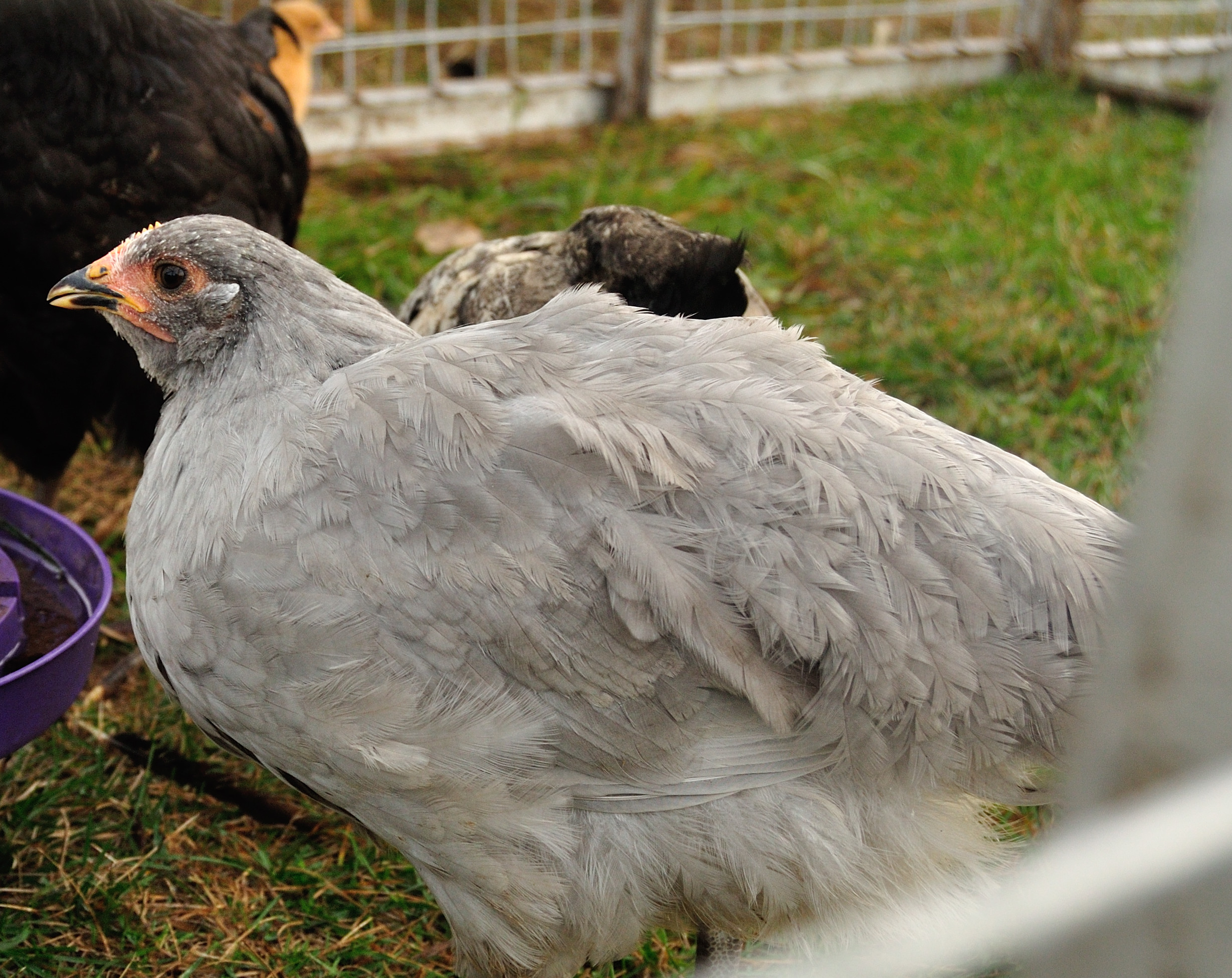 Lavender Orpington Pullet?