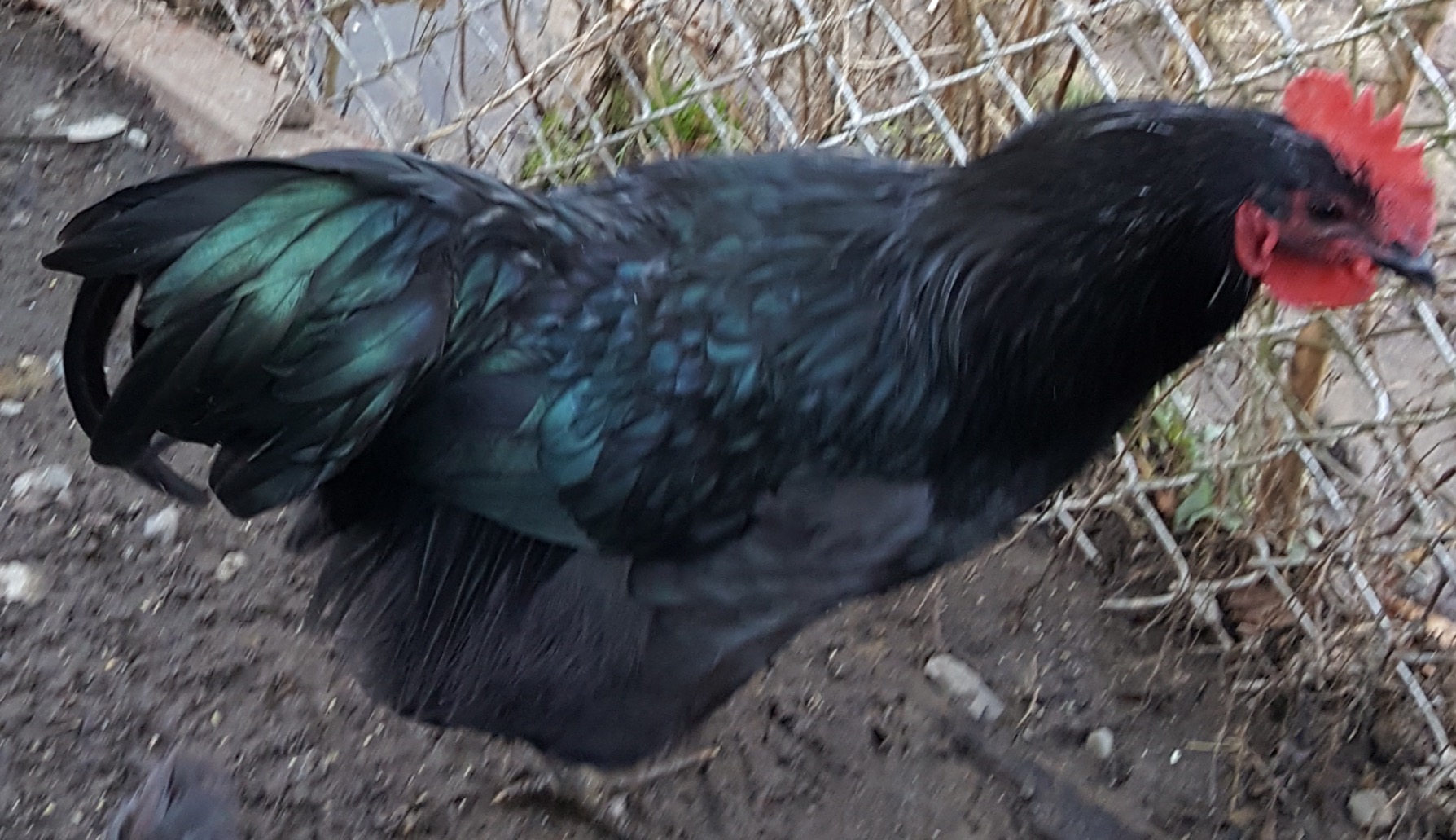 Lavender Orpington rooster mated with either a Black Jersey Giant hen or maybe an Australorp hen? This rooster's green plumage is more brilliant than any of my hens. He's already quite the cock-of-the-walk though at about six months of age.