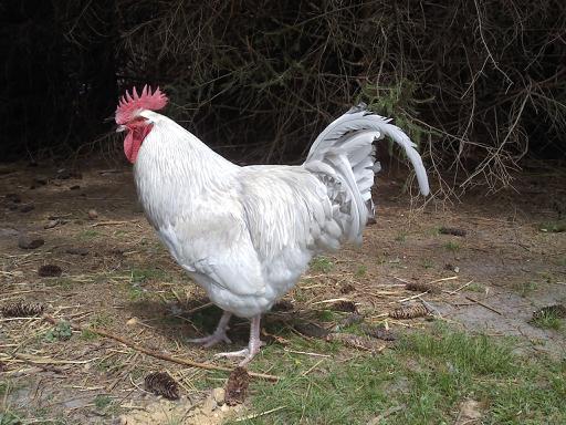 Lavender Orpington Rooster