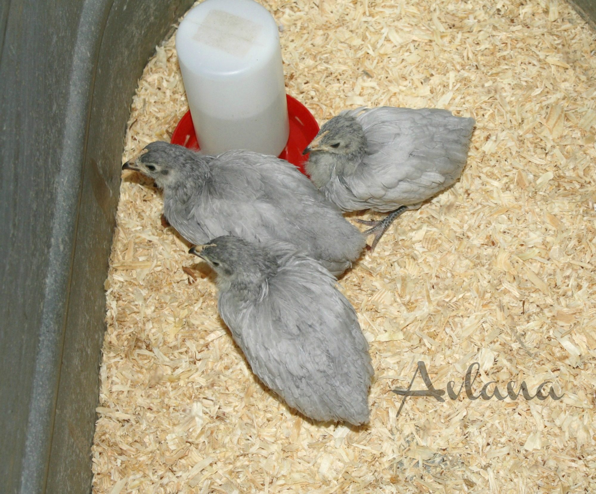 Lavender Orpingtons at 6 weeks old.