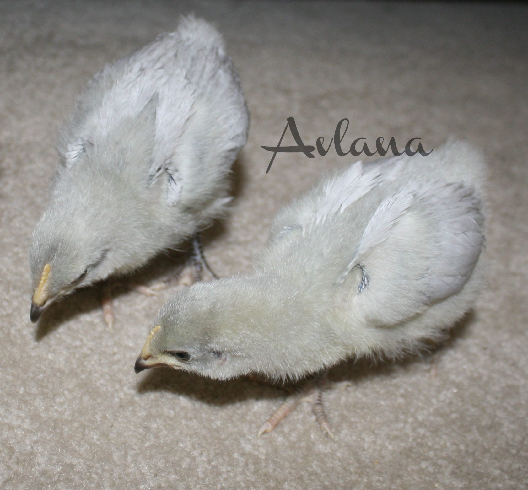 Lavender Orps 3 weeks old