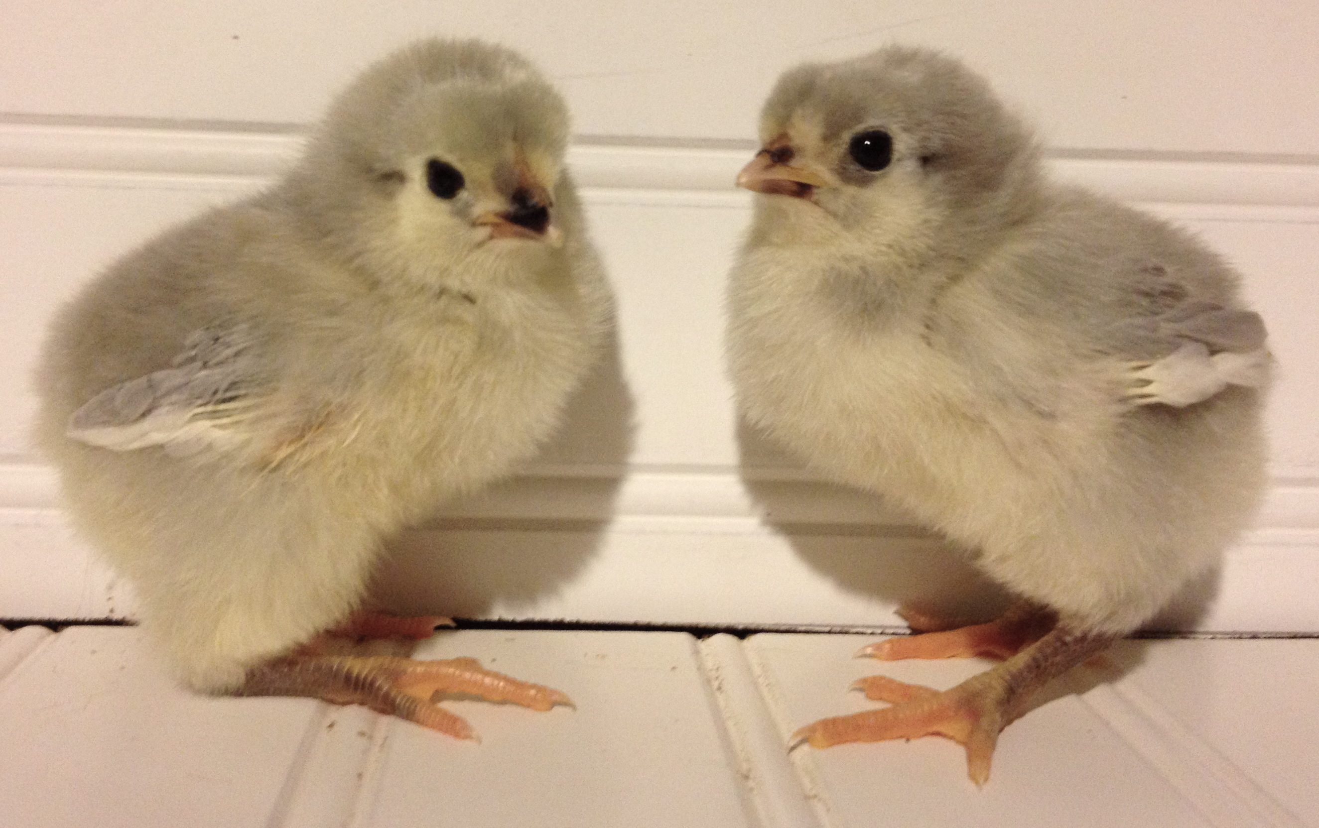 Lavender Orps.... less than a week old