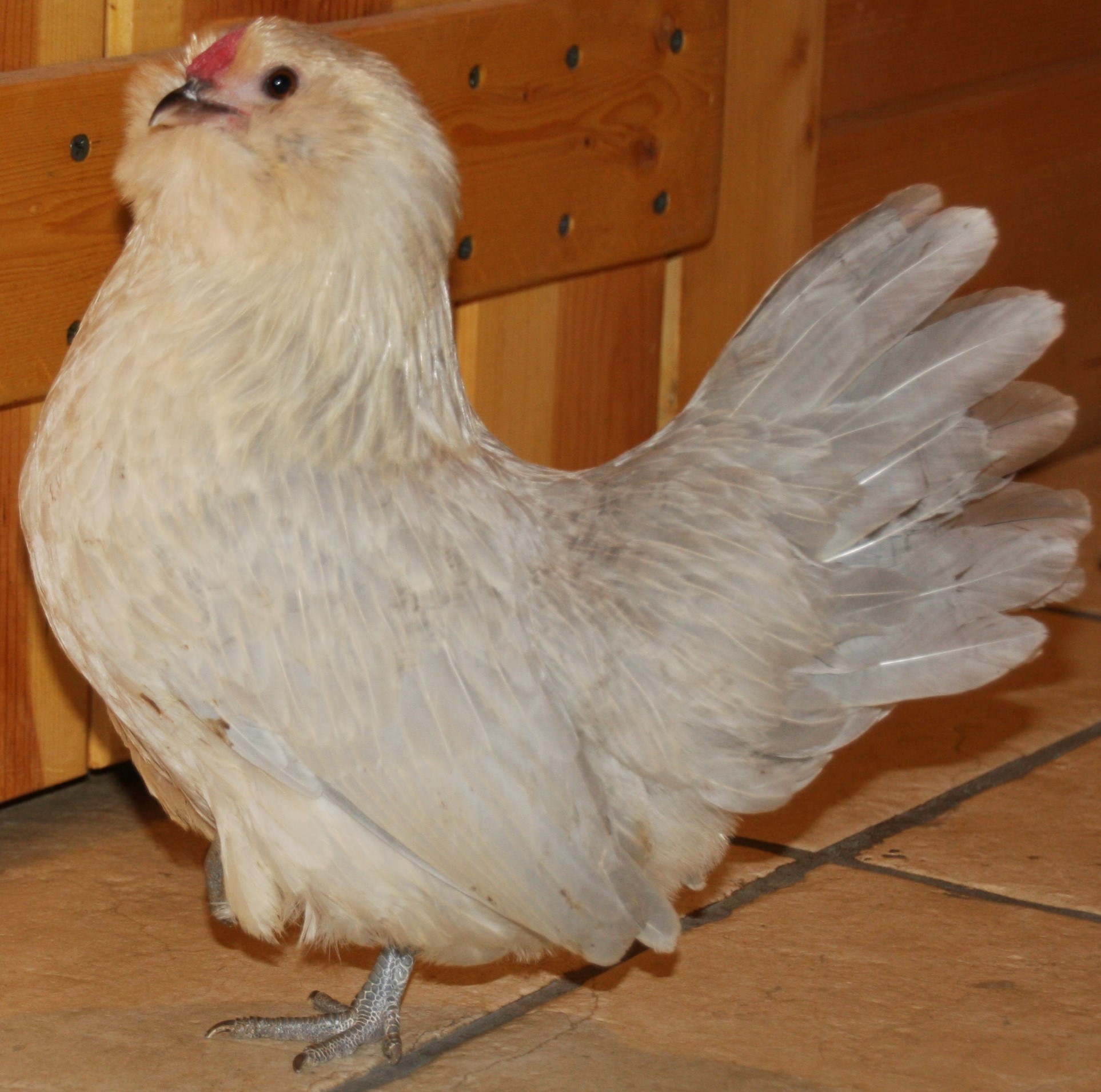 Lavender Quail d’Anvers