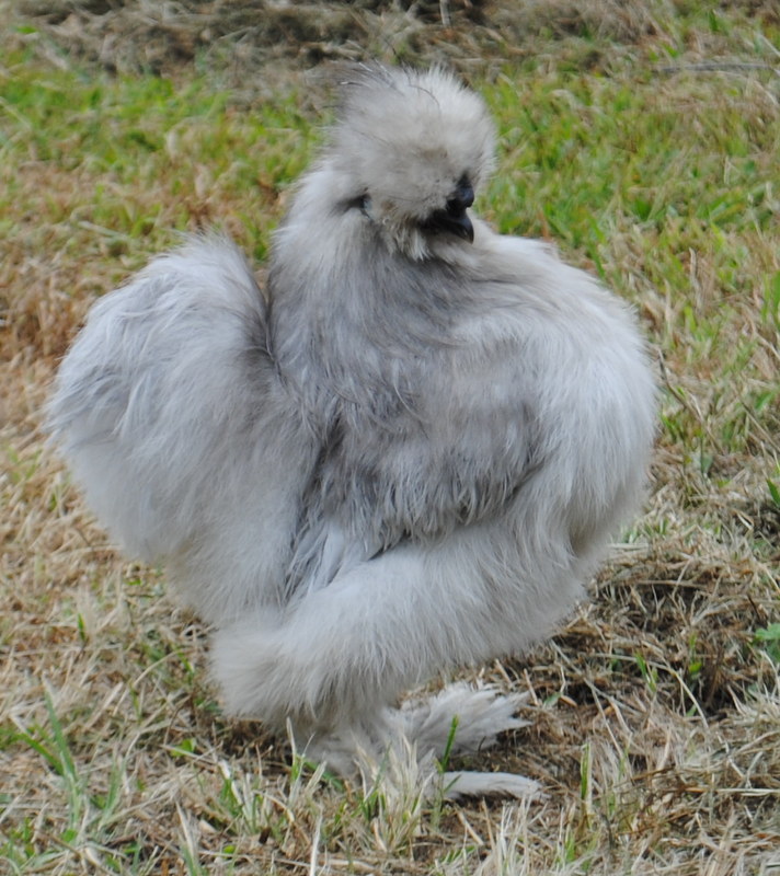 Lavender (self blue) Bearded Silkie cockerel