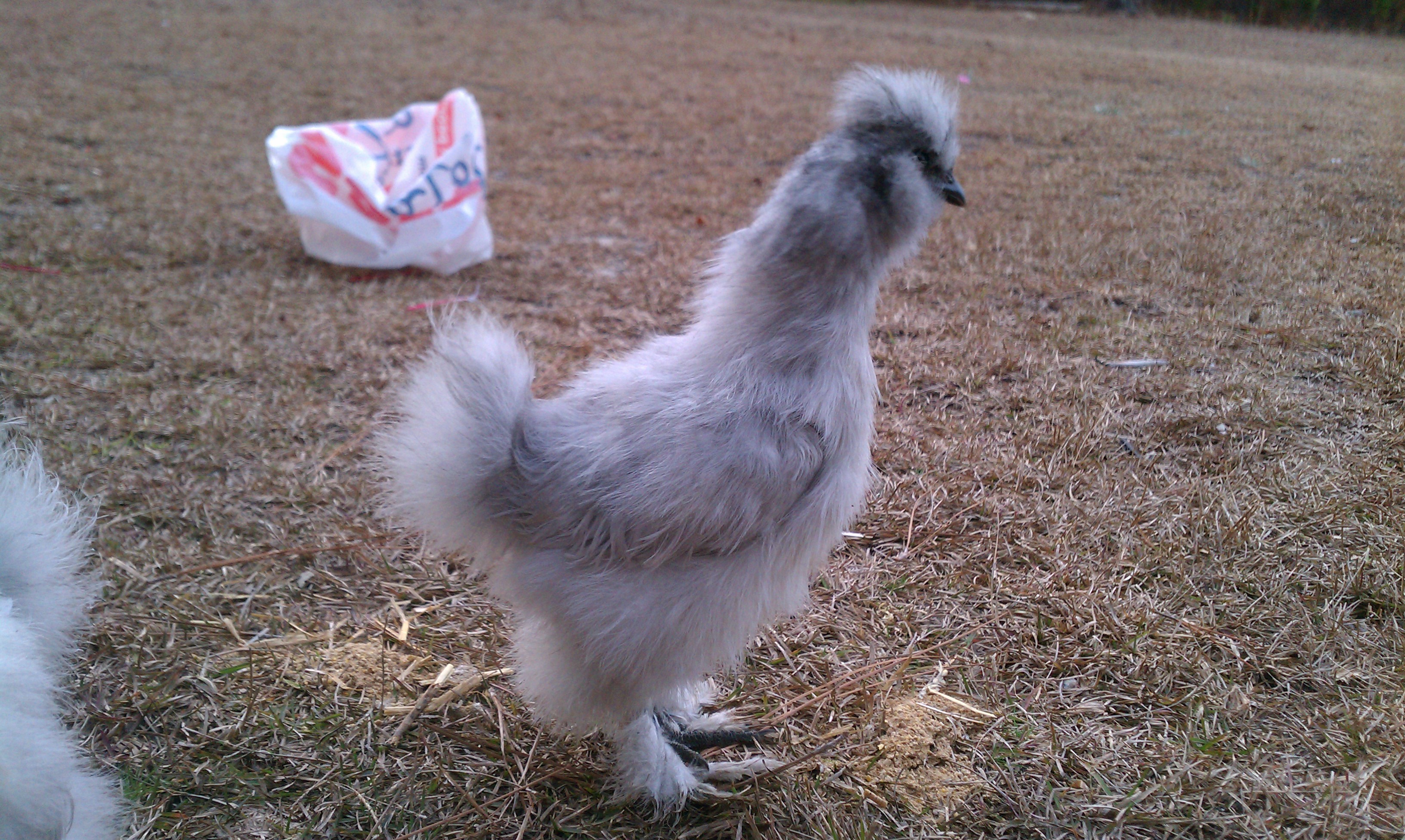 Lavender Silkie: one of the 2 pictured above, I believe it's the same one that's standing tall in the previous photo.