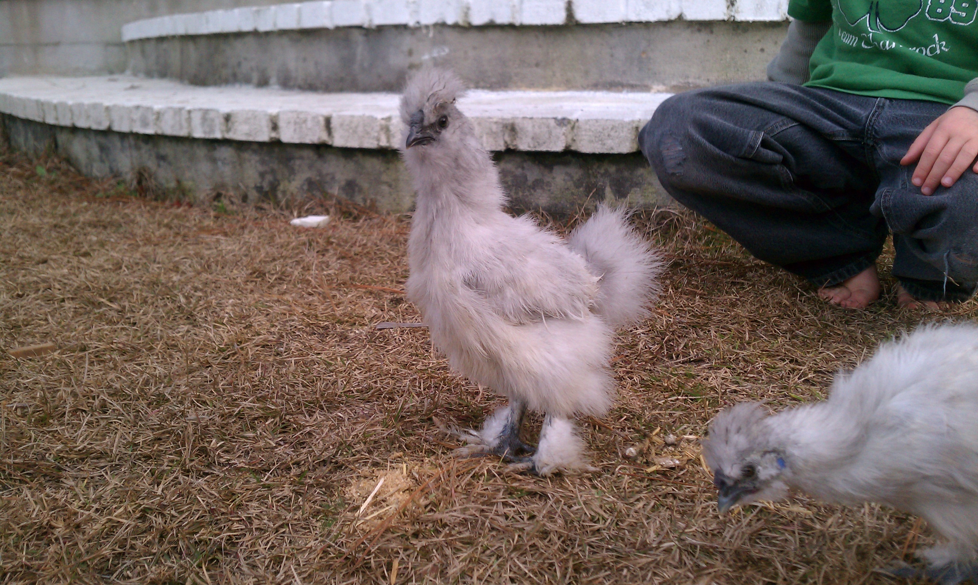 Lavender Silkies: They both already crow regularly... a little on the choked up side for the one standing tall, and small but mighty on the photo-bomber in the corner.