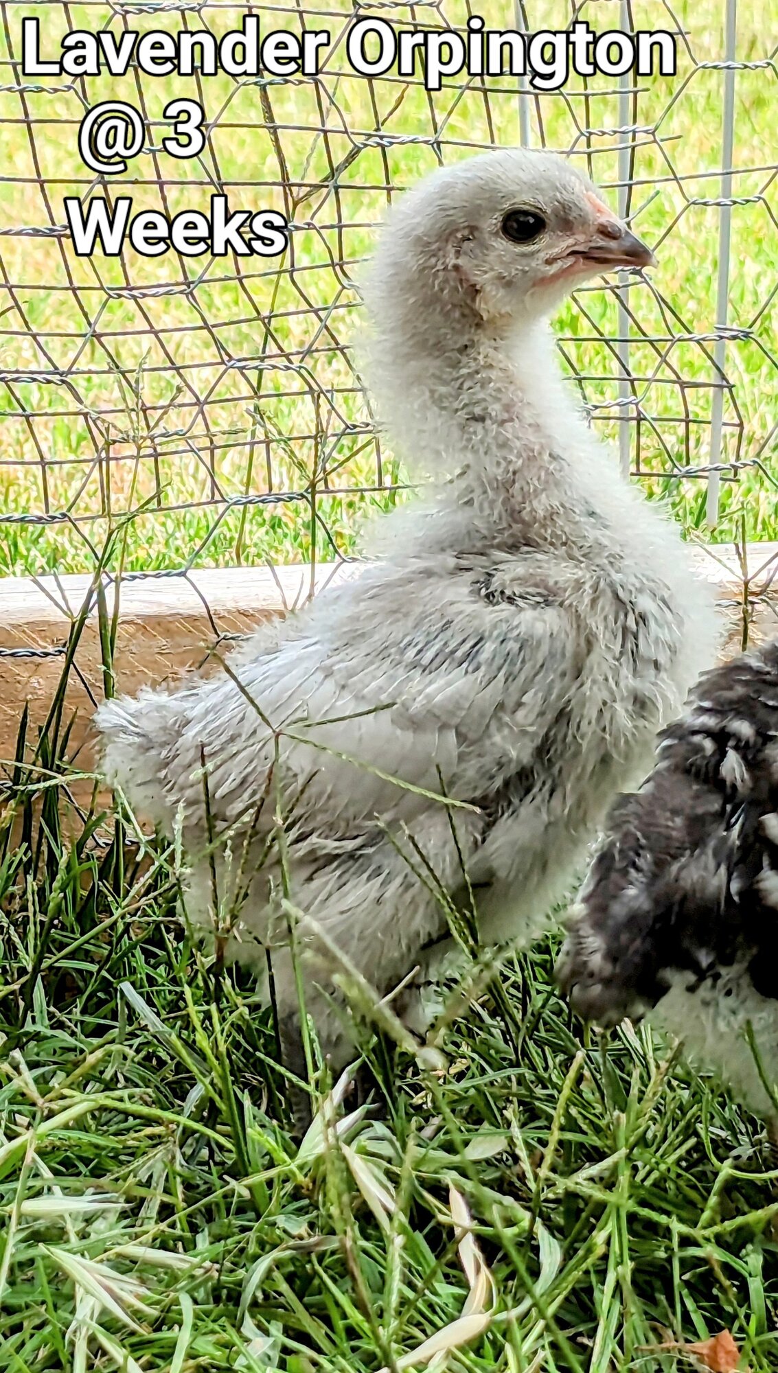 LavenderOrpington.jpg