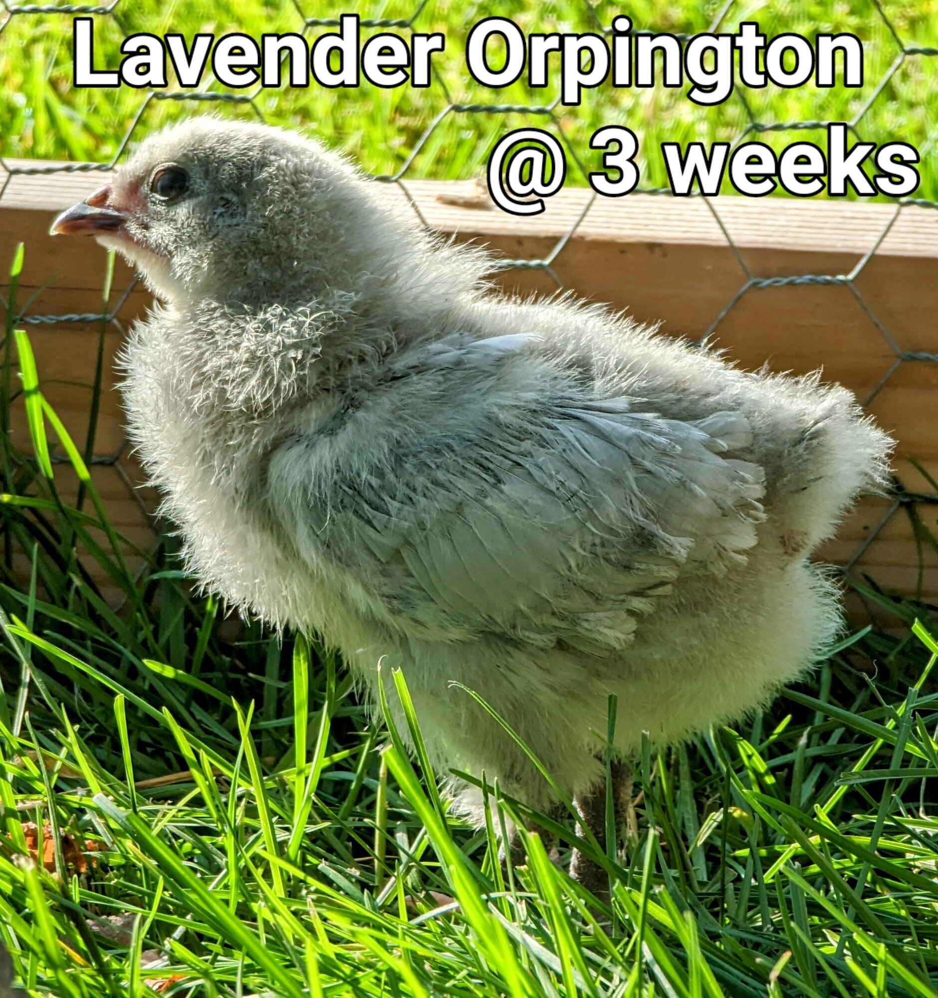LavenderOrpington.jpg