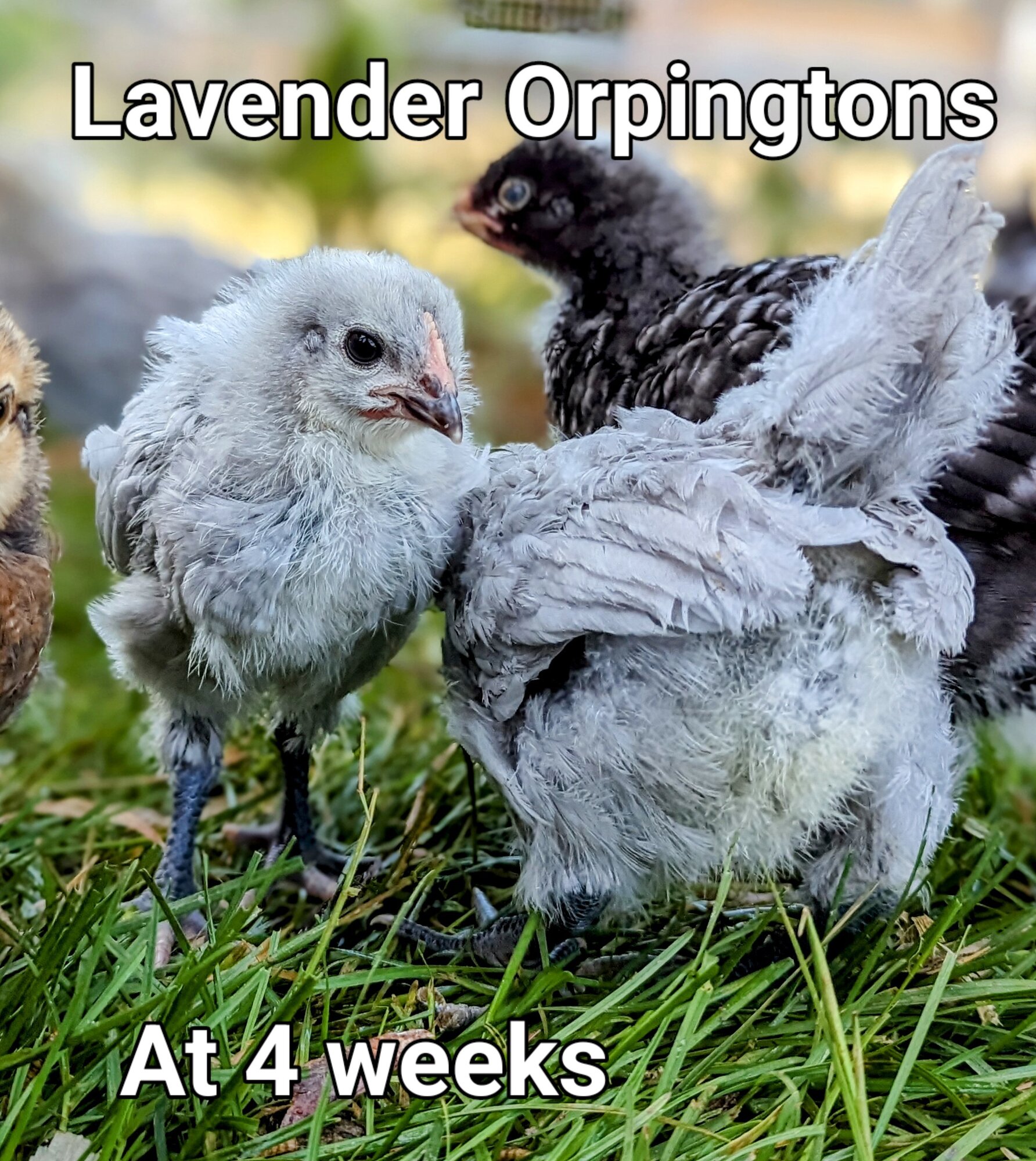 LavenderOrpington.jpg