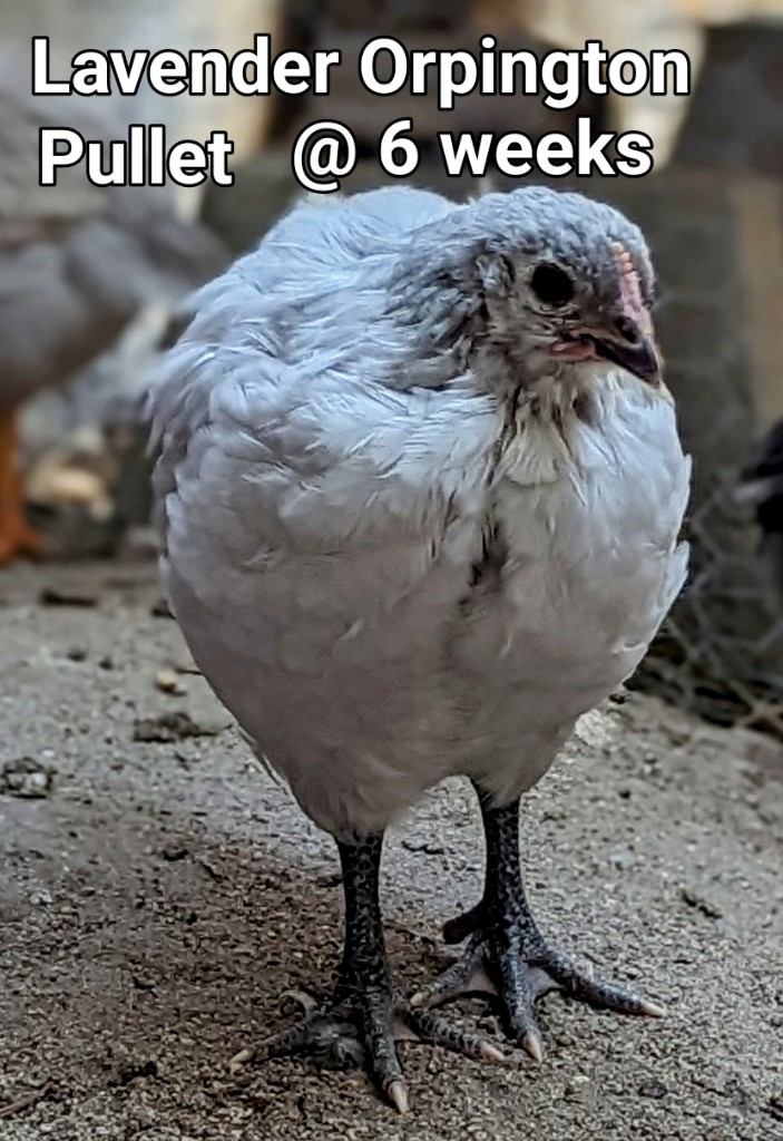 LavenderOrpingtonPORTRAIT~2.jpg