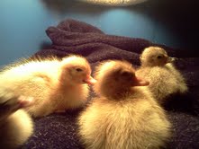 Lavender's and Buffs