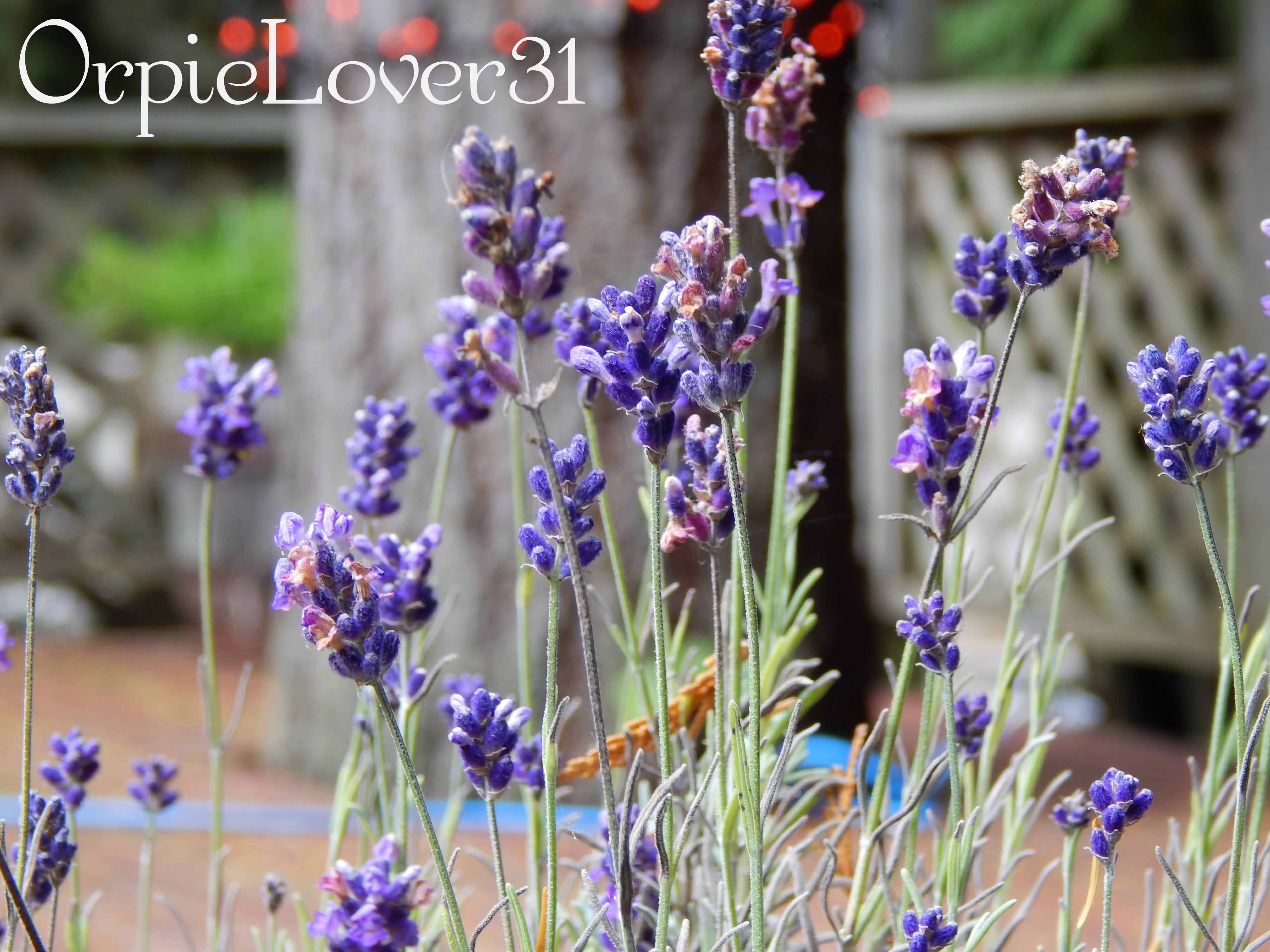 Lavenders